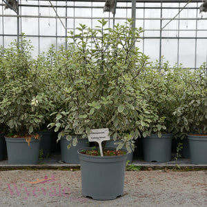 CT Collaig Silver 3L Retail