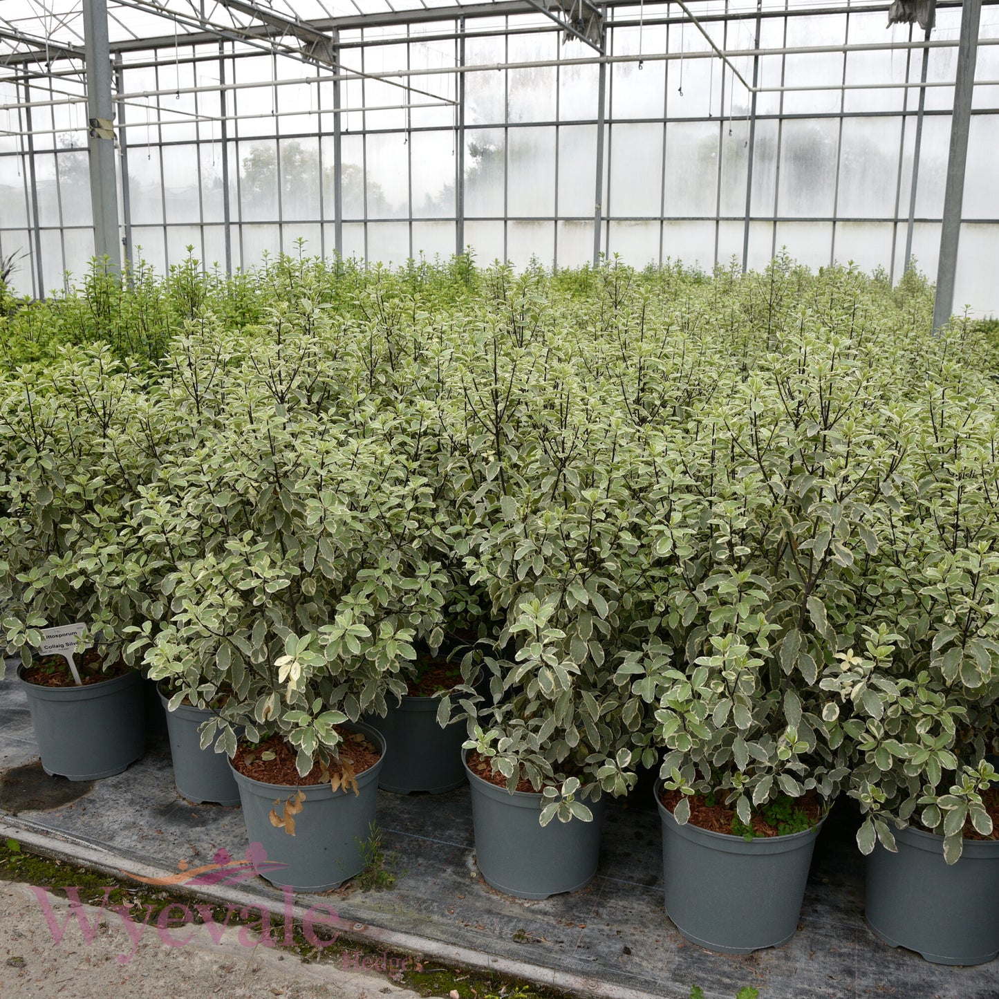 Pittosporum 'Collaig Silver'