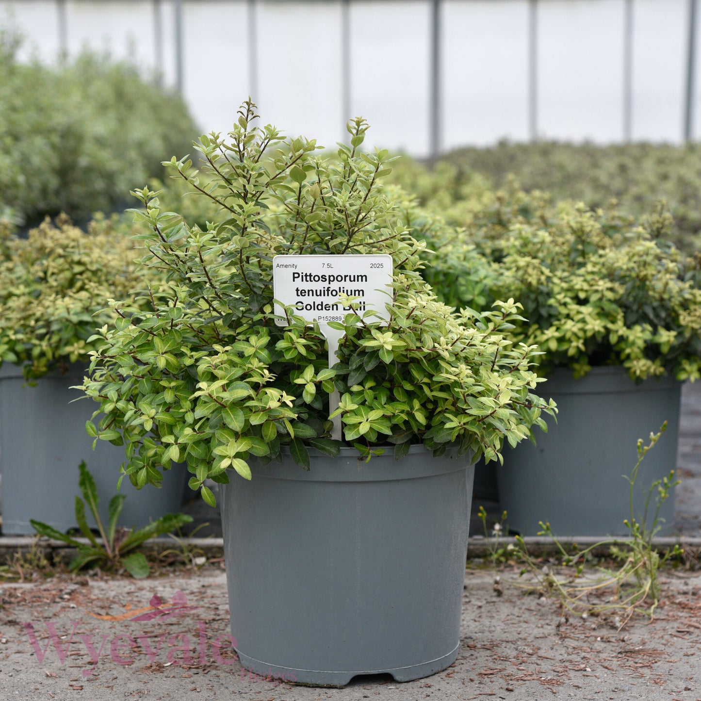 Pittosporum tenuifolium (Kohuhu Gold Star) 'Golden Ball'