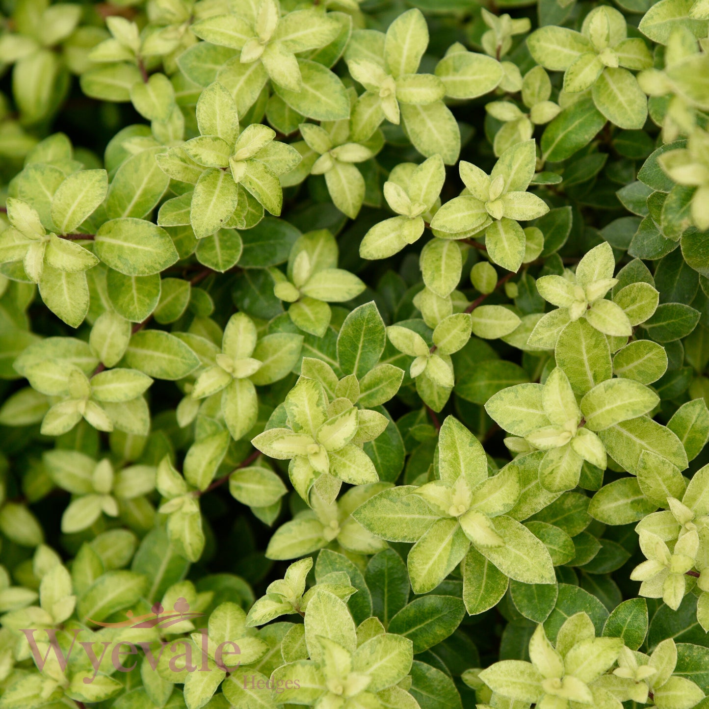 Pittosporum tenuifolium (Kohuhu Gold Star) 'Golden Ball'