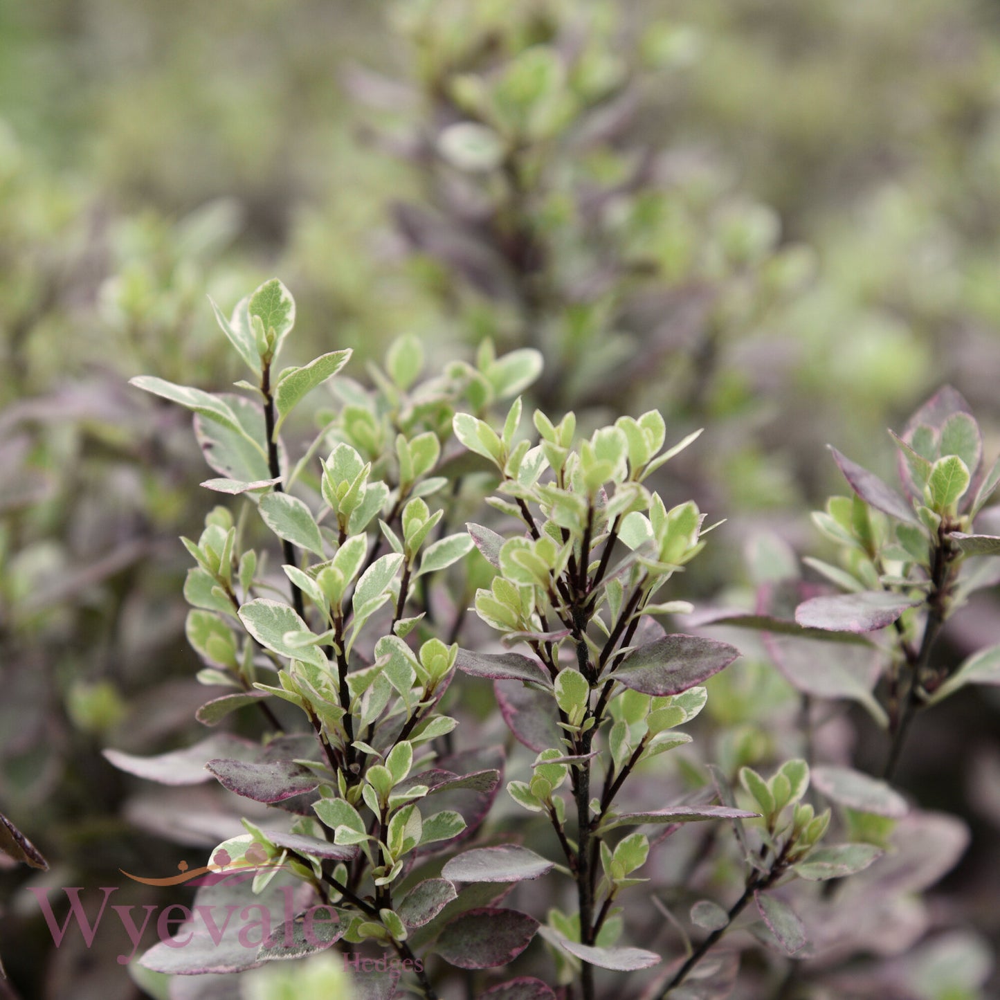 Pittosporum 'Bannow Bay'