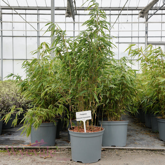Fargesia (Bamboo) 'Robusta Formidable'