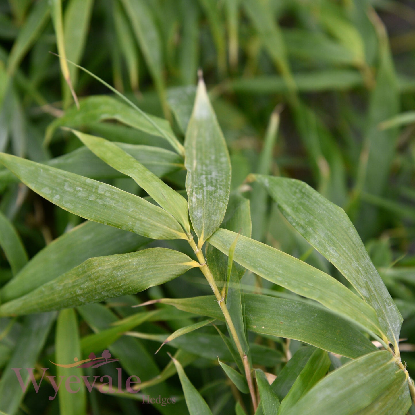 Fargesia (Bamboo) 'Robusta Formidable'