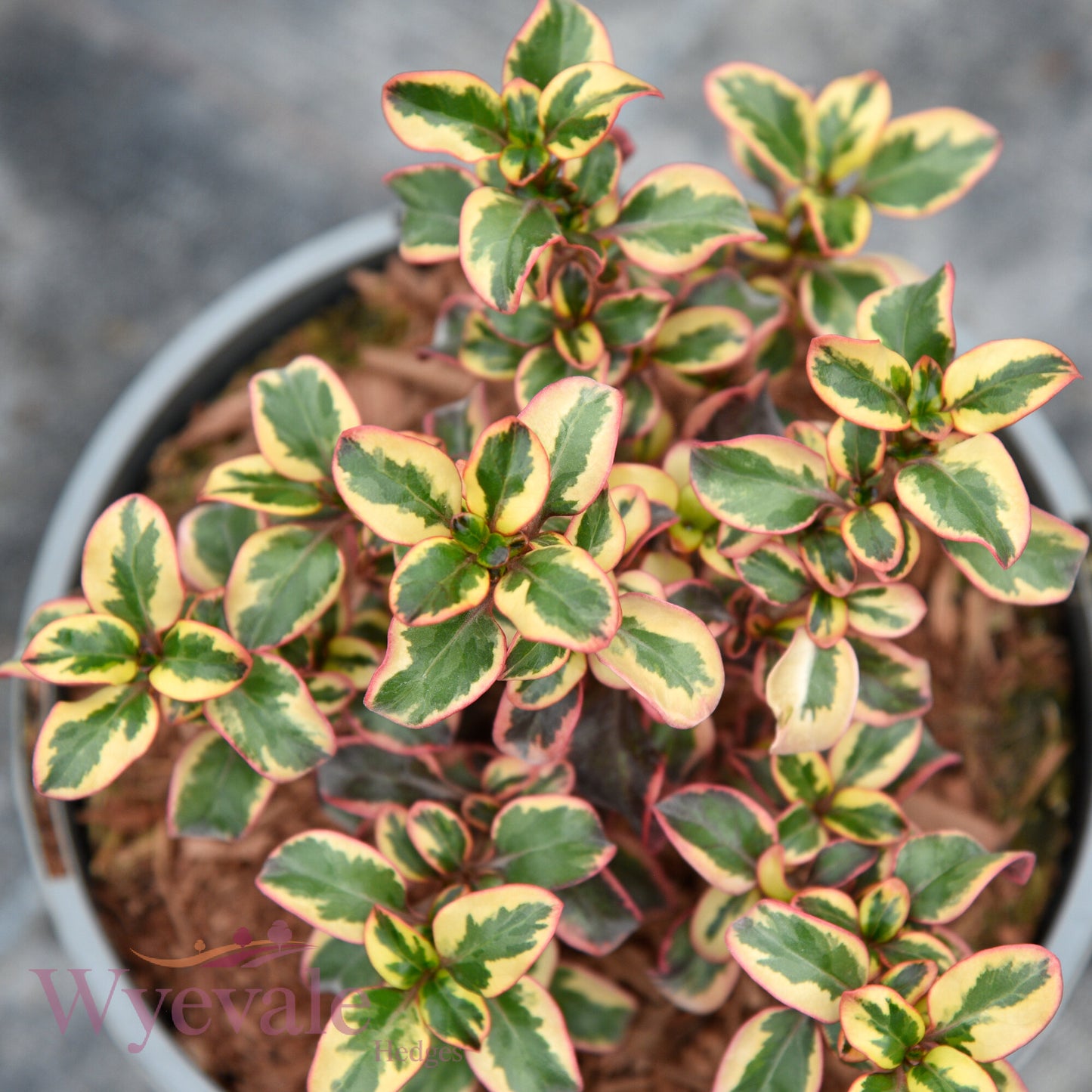 Coprosma (Mirror Plant) 'Inferno'