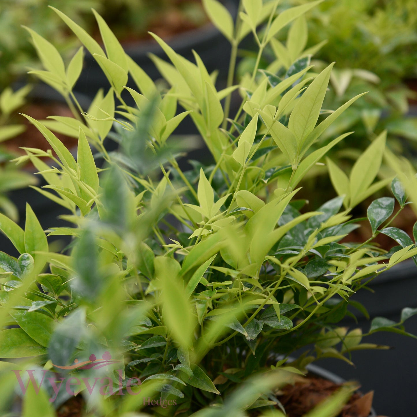 Nandina domestica (Heavenly bamboo) 'Magical Lemon and Lime'