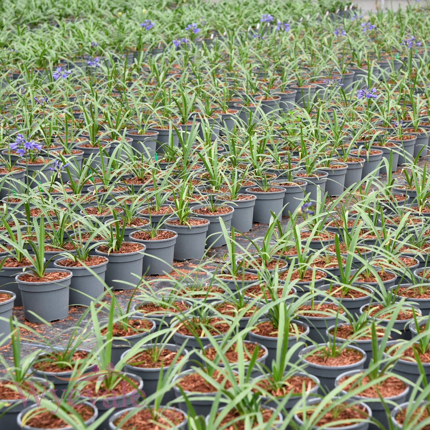 Agapanthus (African Lily) 'Ever Sapphire'