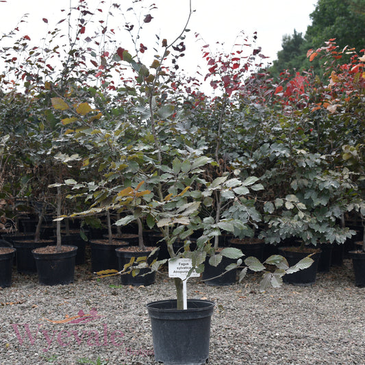 Fagus sylvatica (Beech) 'Atropurpurea'
