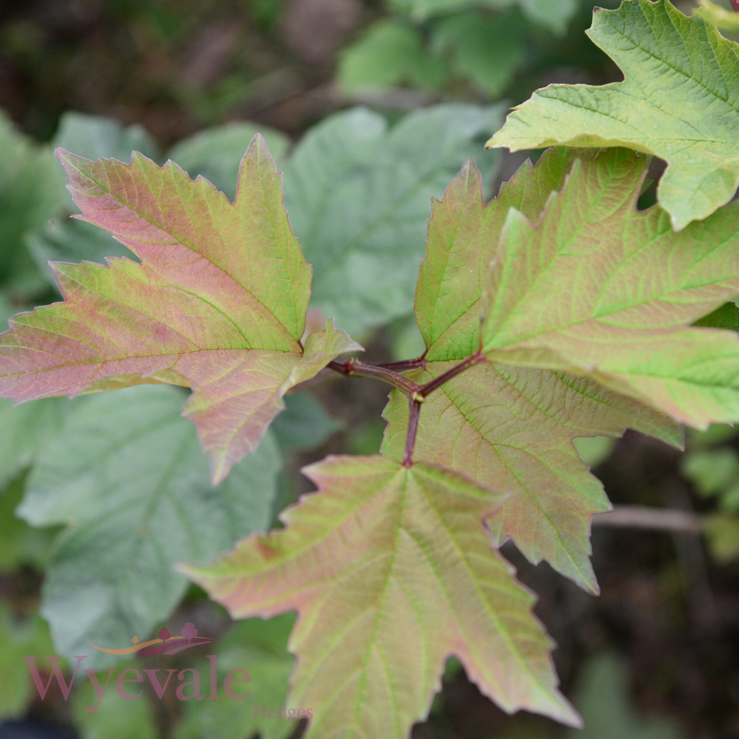 Viburnum opulus (Guelder rose)