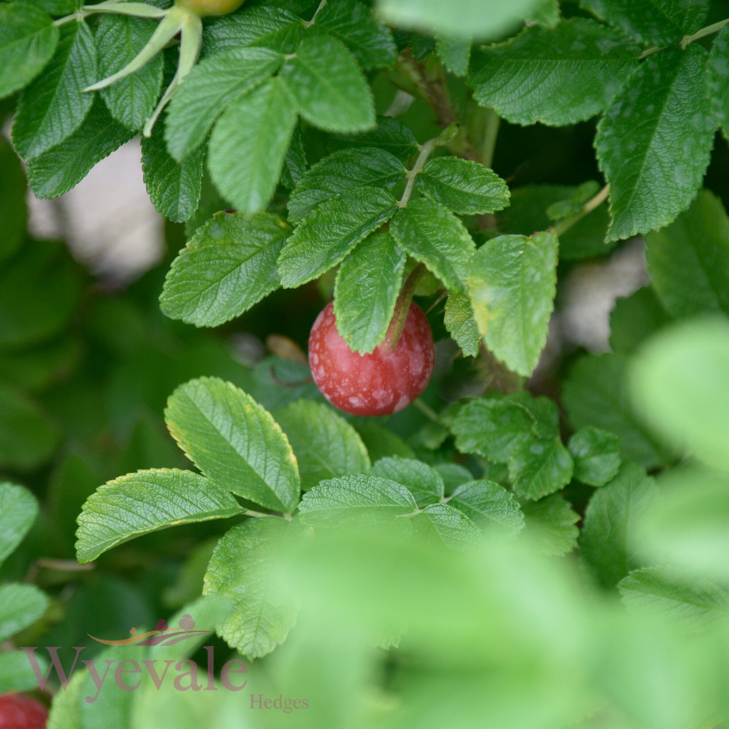 Rosa rugosa (Japanese rose) 'Alba'