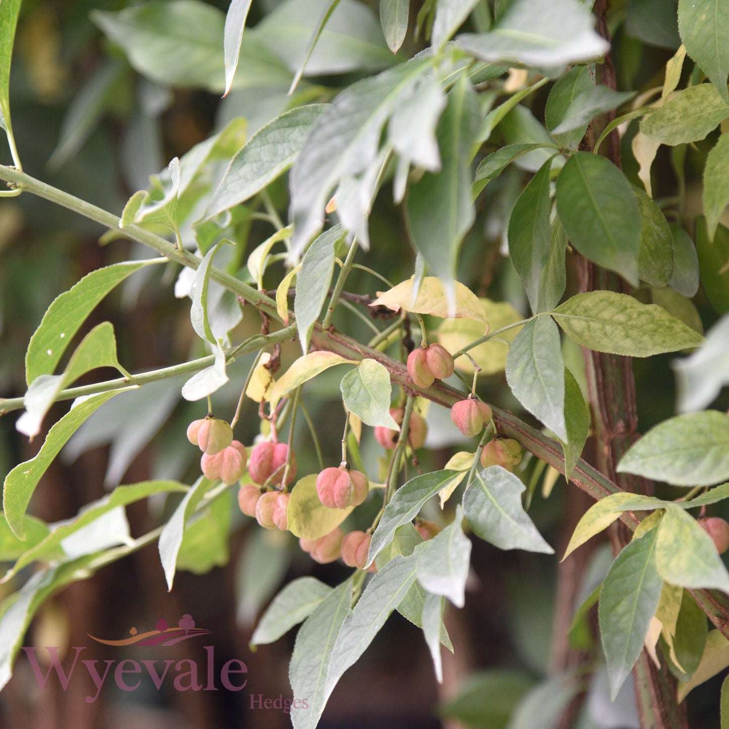 Euonymus europaeus (Spindle)