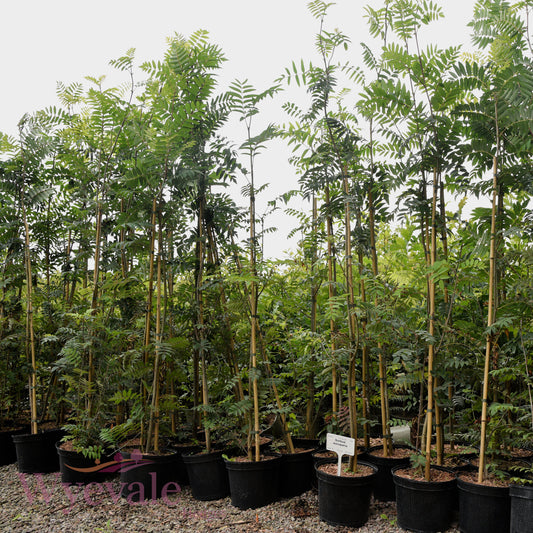 Sorbus aucuparia (Rowan)
