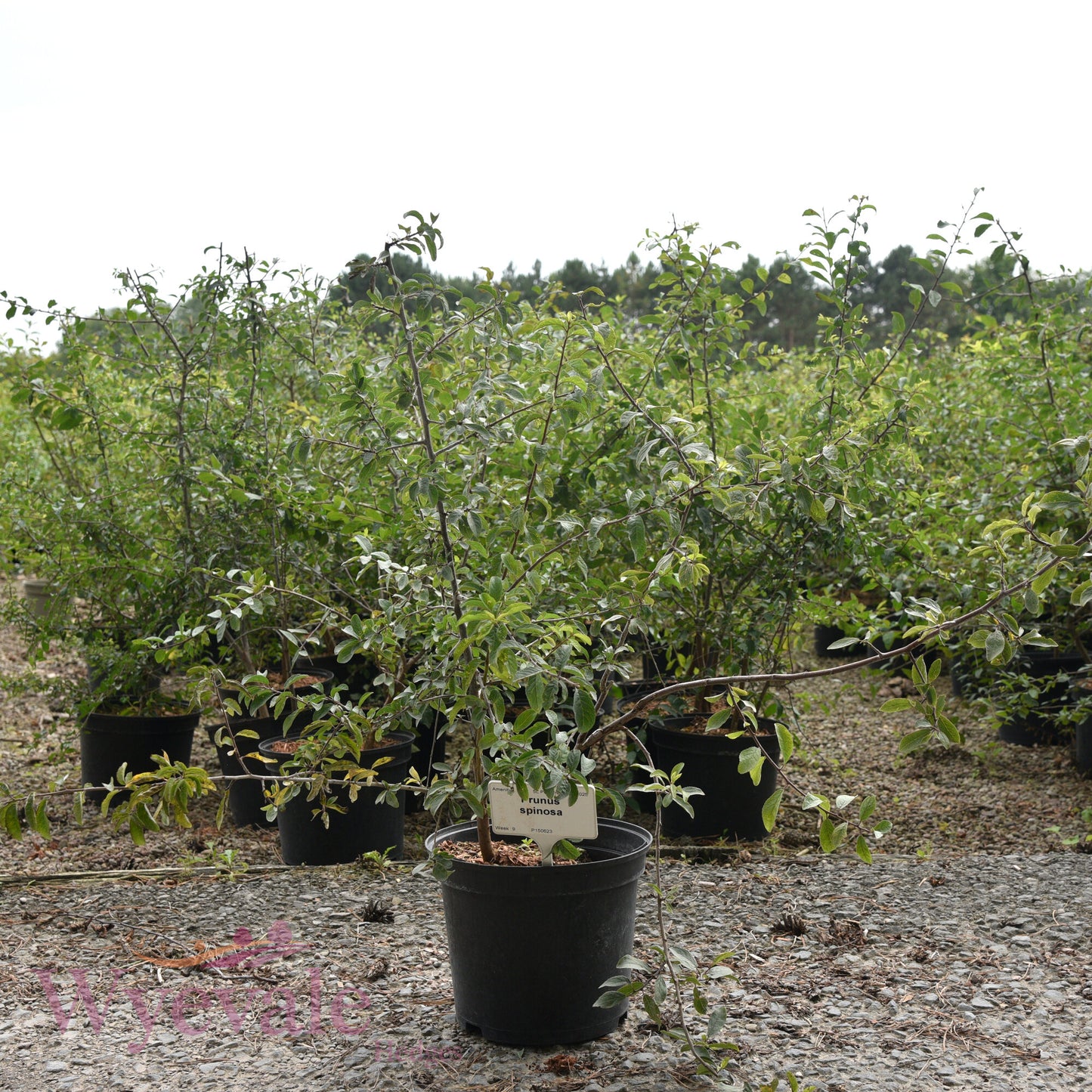 Prunus spinosa (Blackthorn)