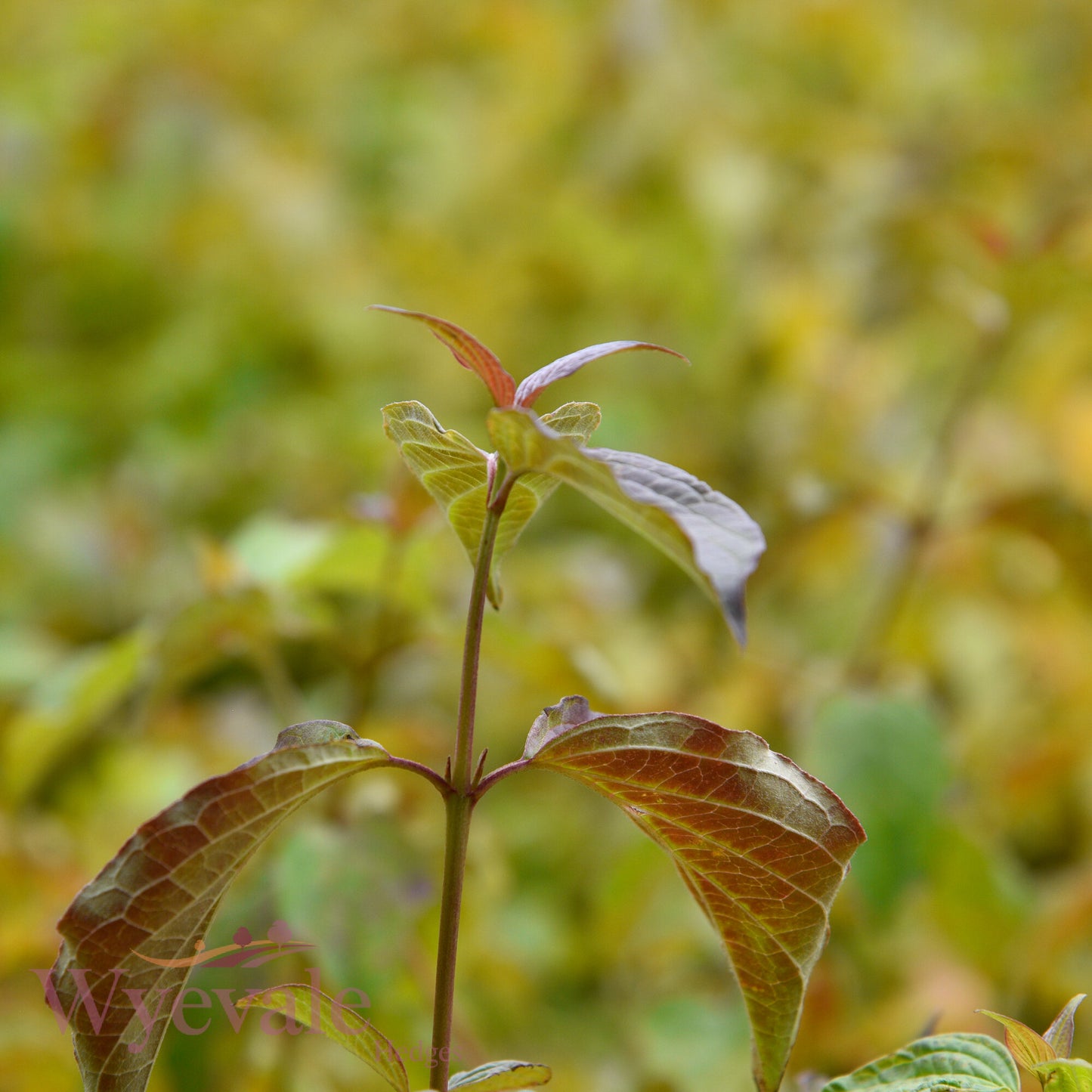 Cornus sanguinea (Dogwood) 'Midwinter Fire'