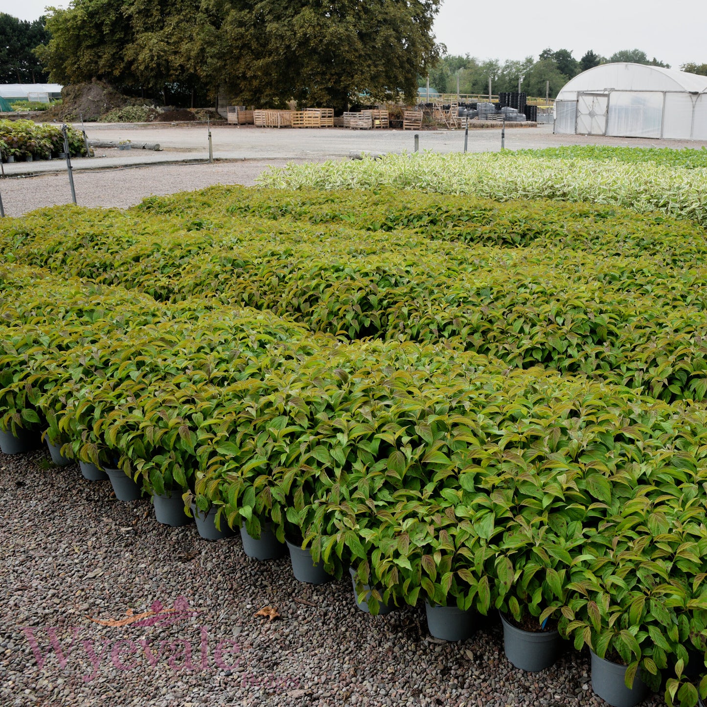 Cornus sericea (Dwarf Red Osier Dogwood) 'Kelseyi'
