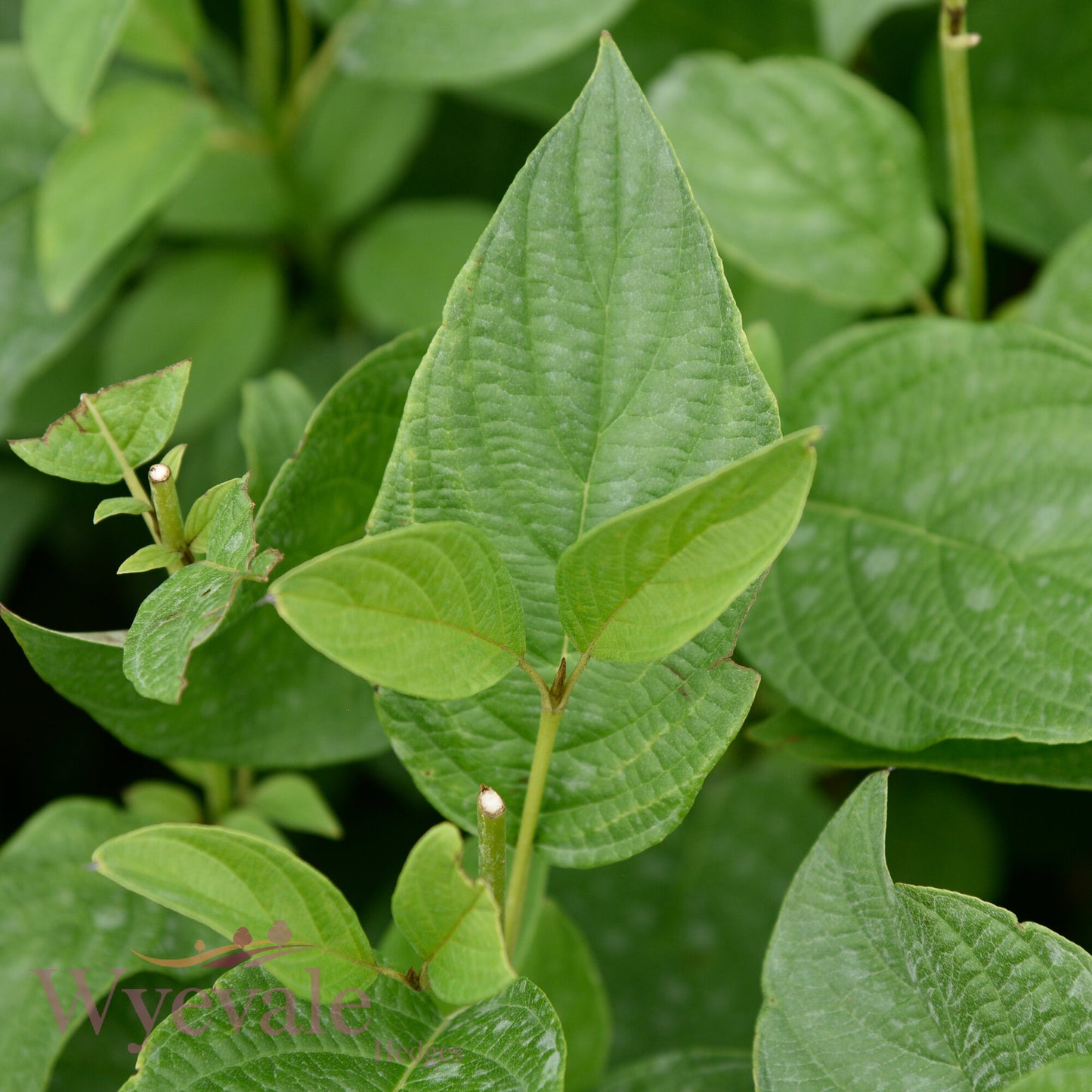 Cornus sericea (Red osier dogwood) 'Flaviramea'