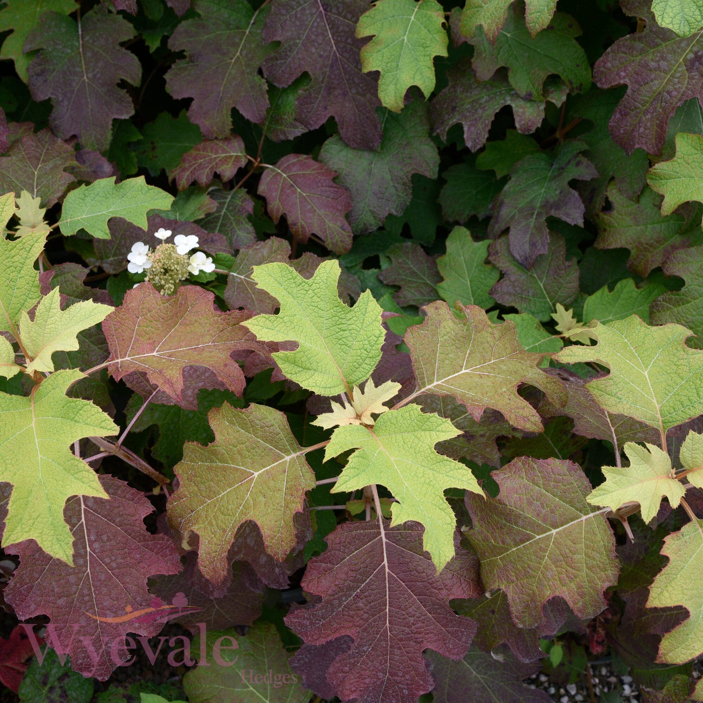 Hydrangea quercifolia (Oakleaf hydrangea) 'Snow Queen'