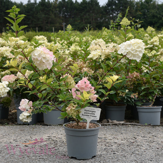 Hydrangea paniculata (Panicle Hydrangea) 'Sundae Fraise'