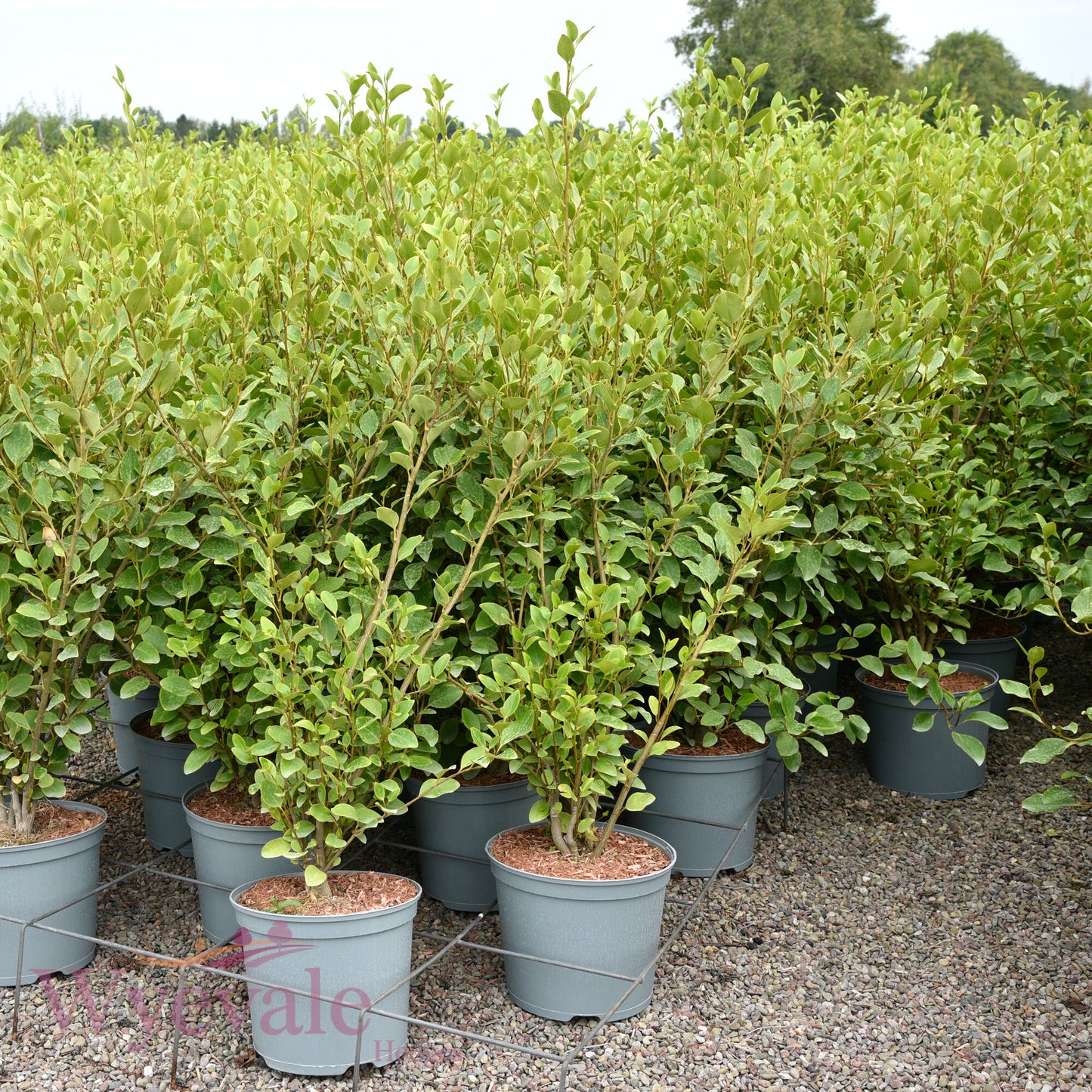 Griselinia littoralis (Broadleaf)