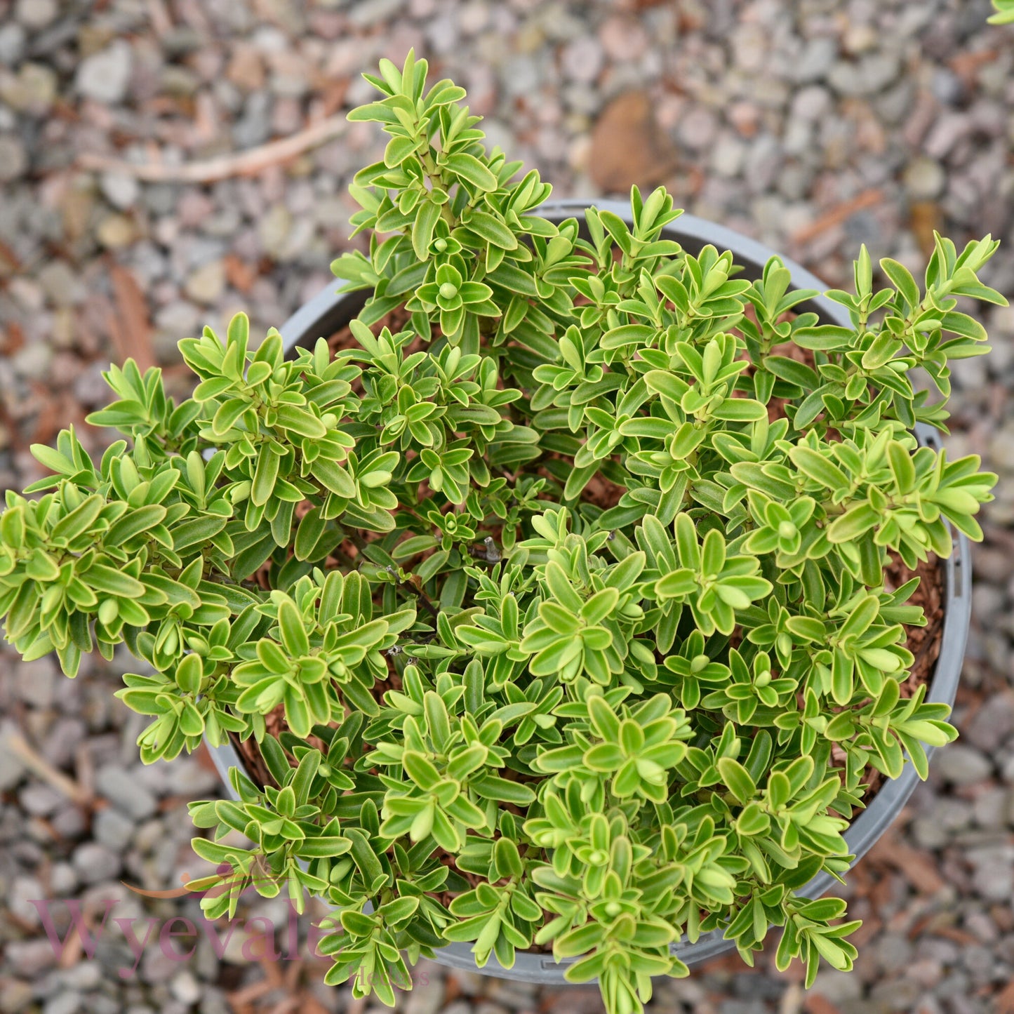 Hebe rakaiensis (Shrubby Veronica)