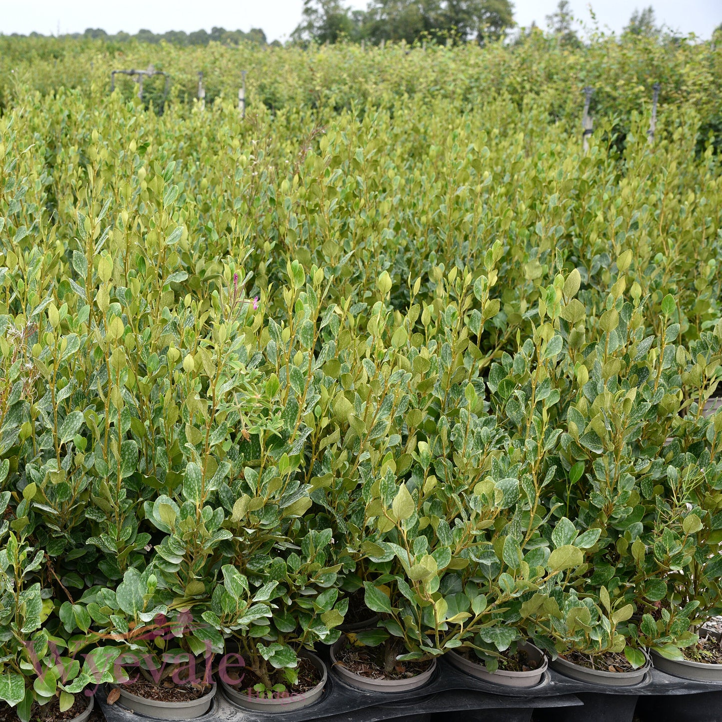 Griselinia littoralis (Broadleaf) 'Green Horizon'