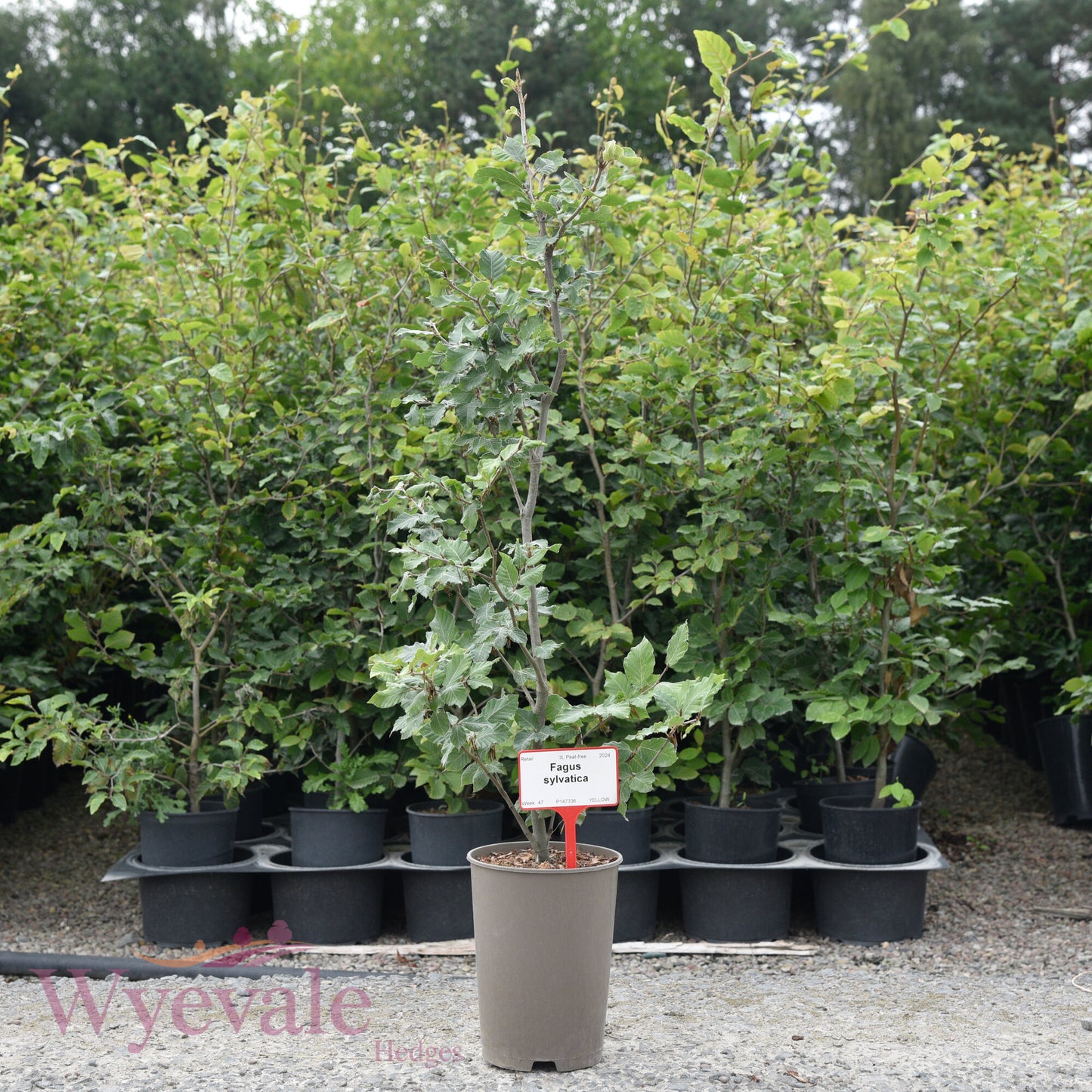 Fagus sylvatica (Beech)