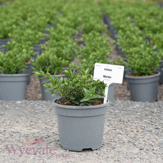 Hebe (Shrubby Veronica) 'Mette'