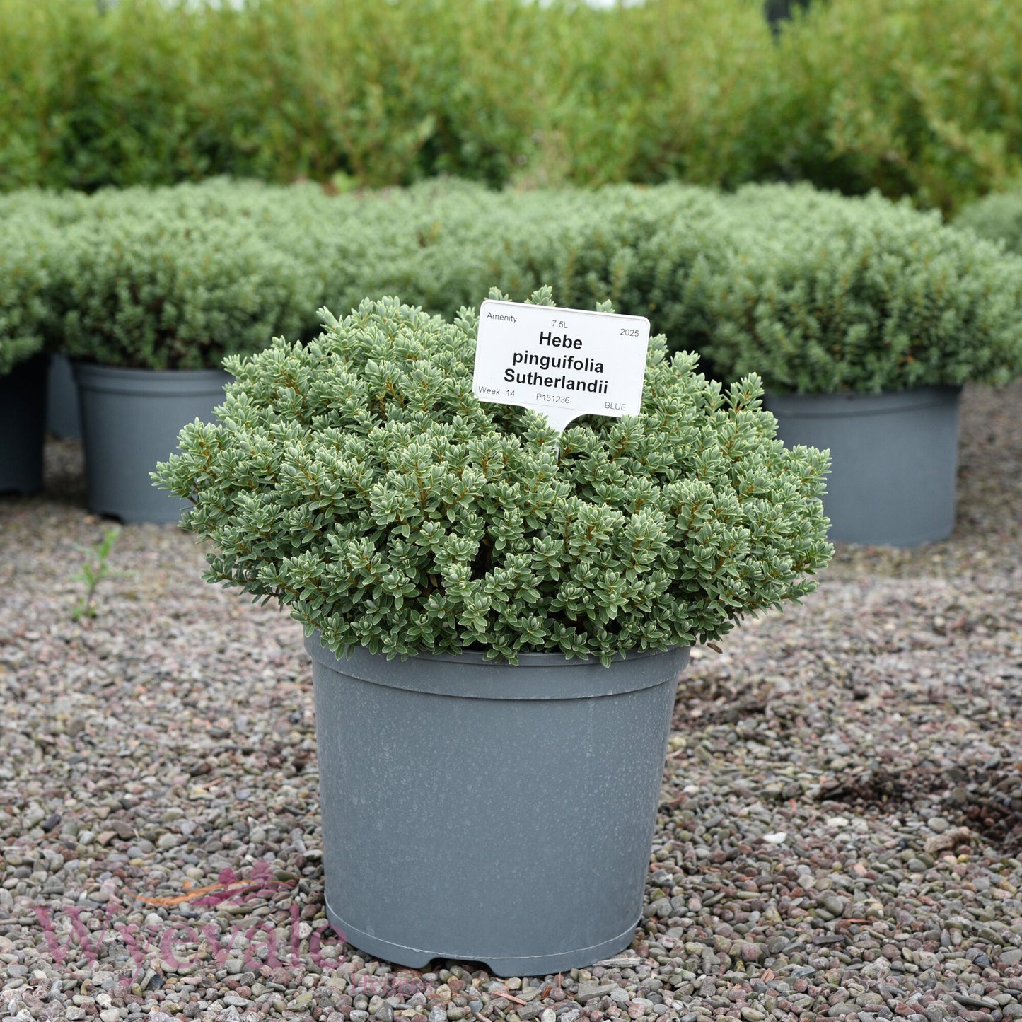 Hebe pinguifolia (Pagei) 'Sutherlandii'