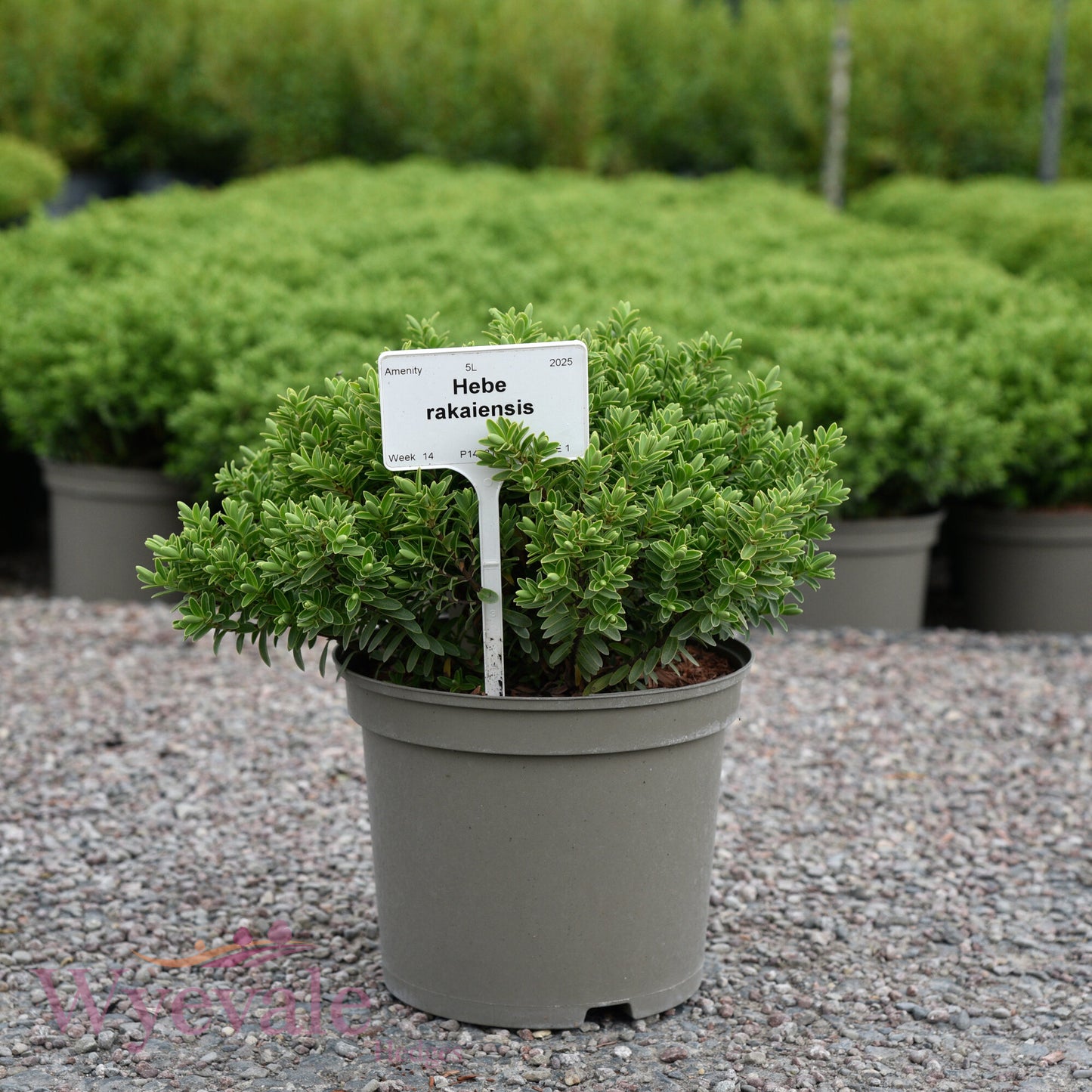Hebe rakaiensis (Shrubby Veronica)