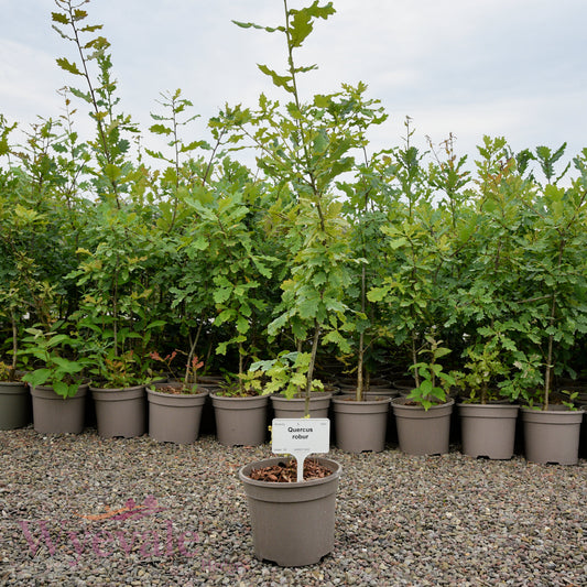 Quercus robur (English oak)