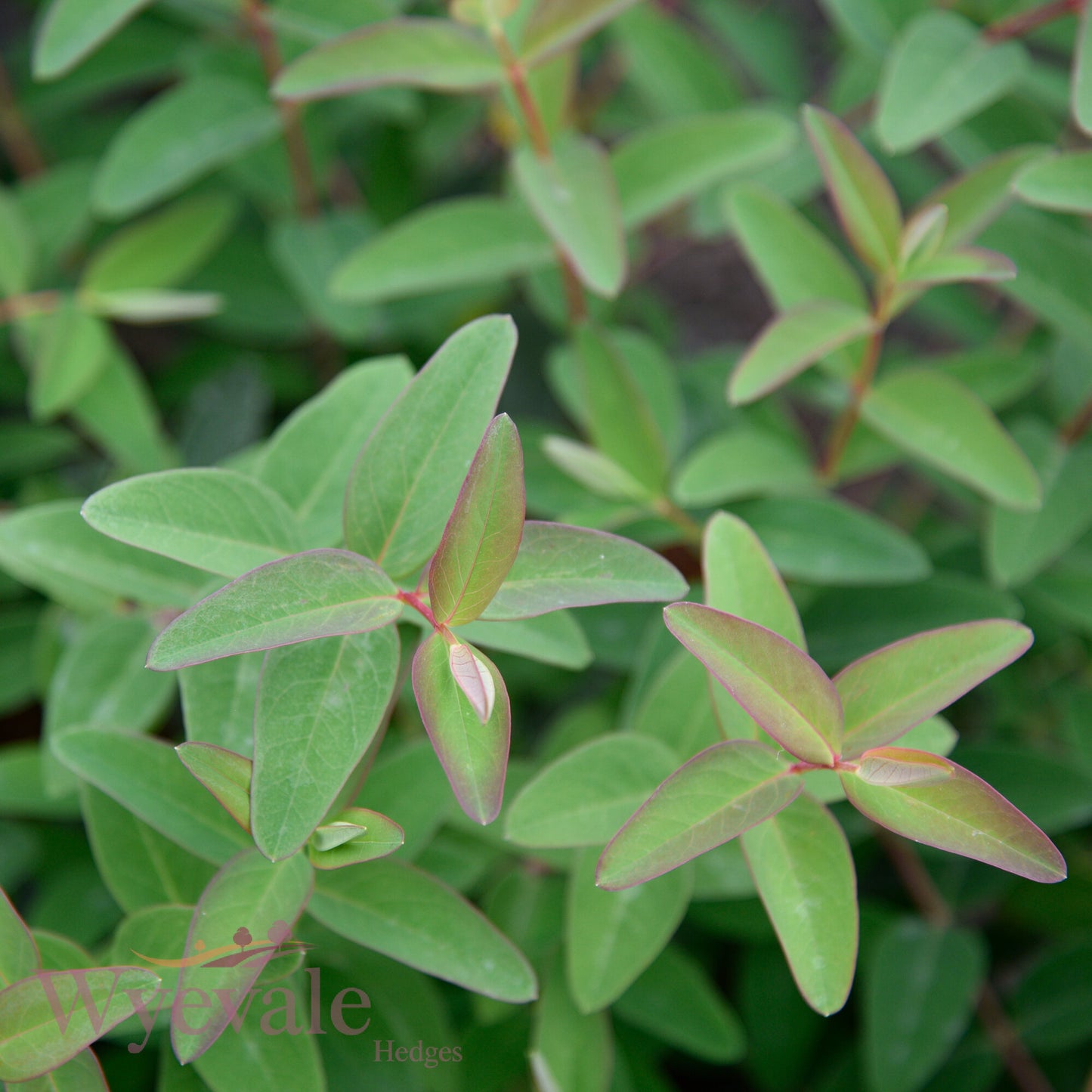 Hypericum (St John's wort) 'Hidcote'