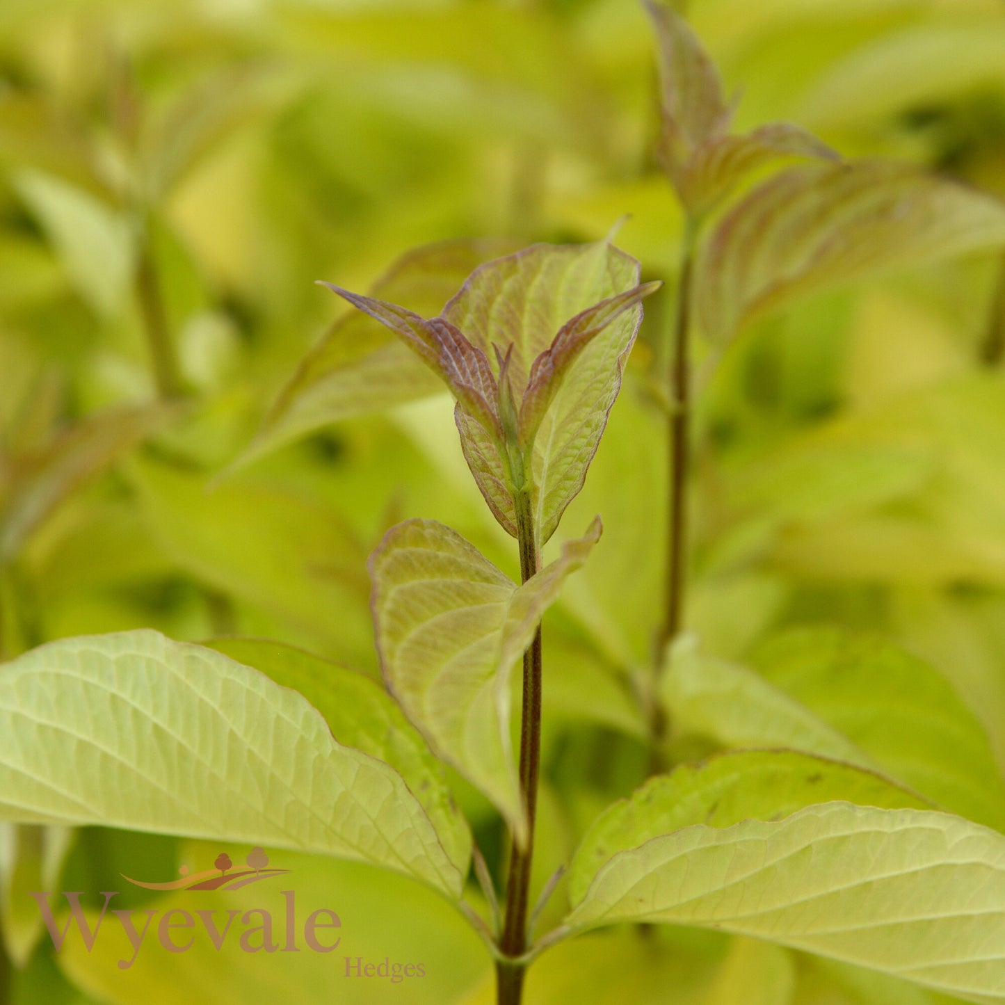 Cornus alba (Red-Barked Dogwood Aurea) 'Aurea'