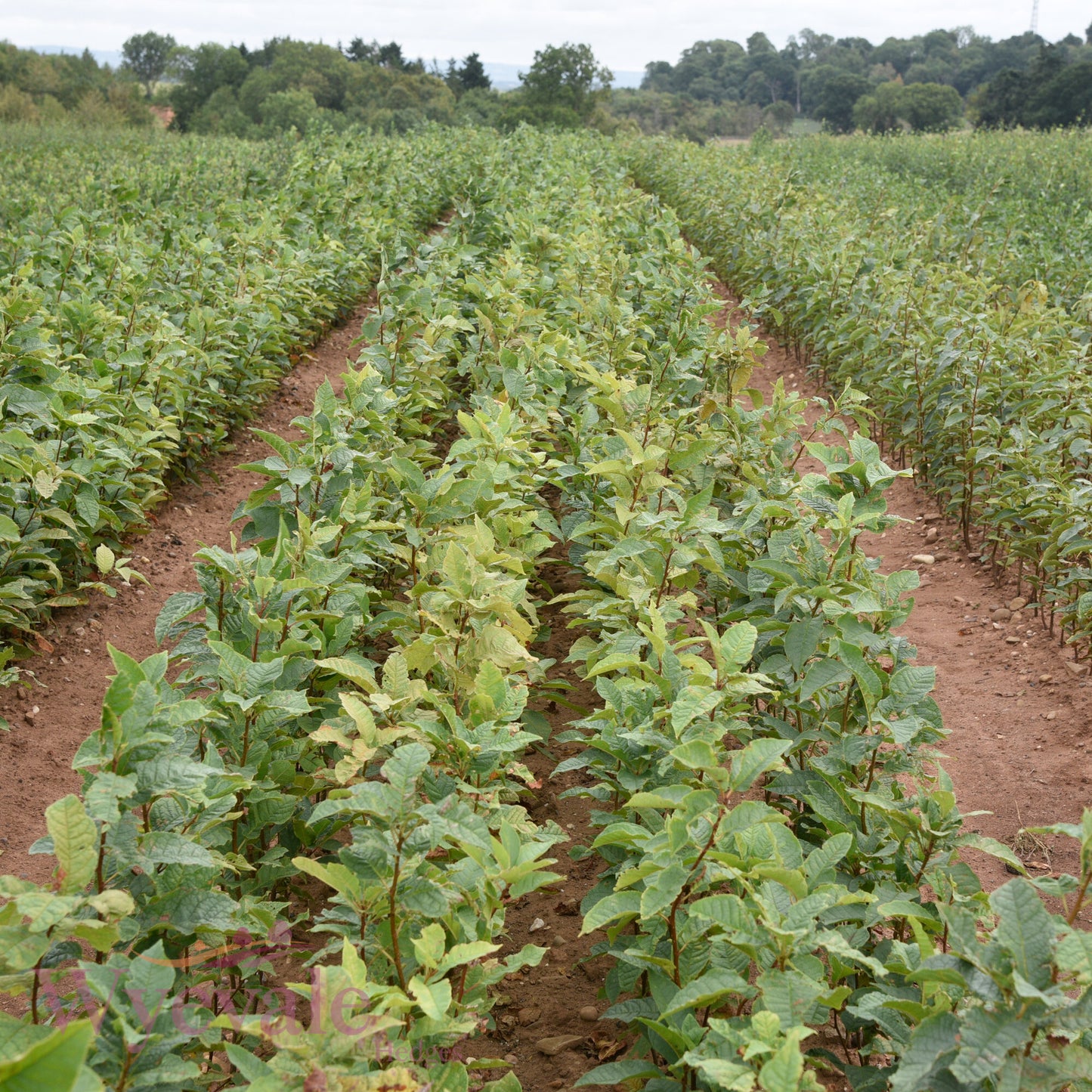 Bareroot Prunus padus (Bird Cherry)