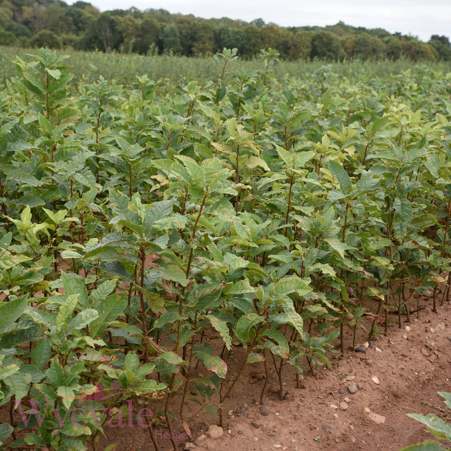 Bareroot Prunus padus (Bird Cherry)