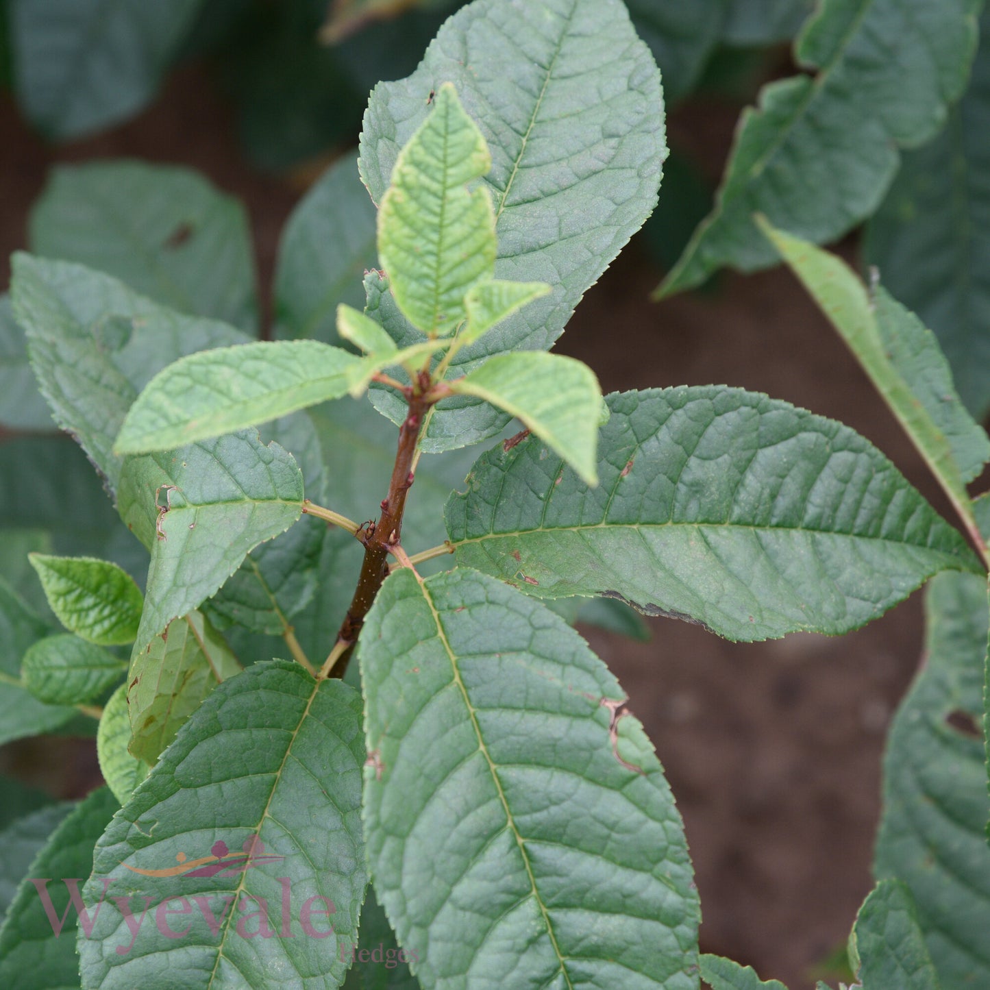 Bareroot Prunus padus (Bird Cherry)