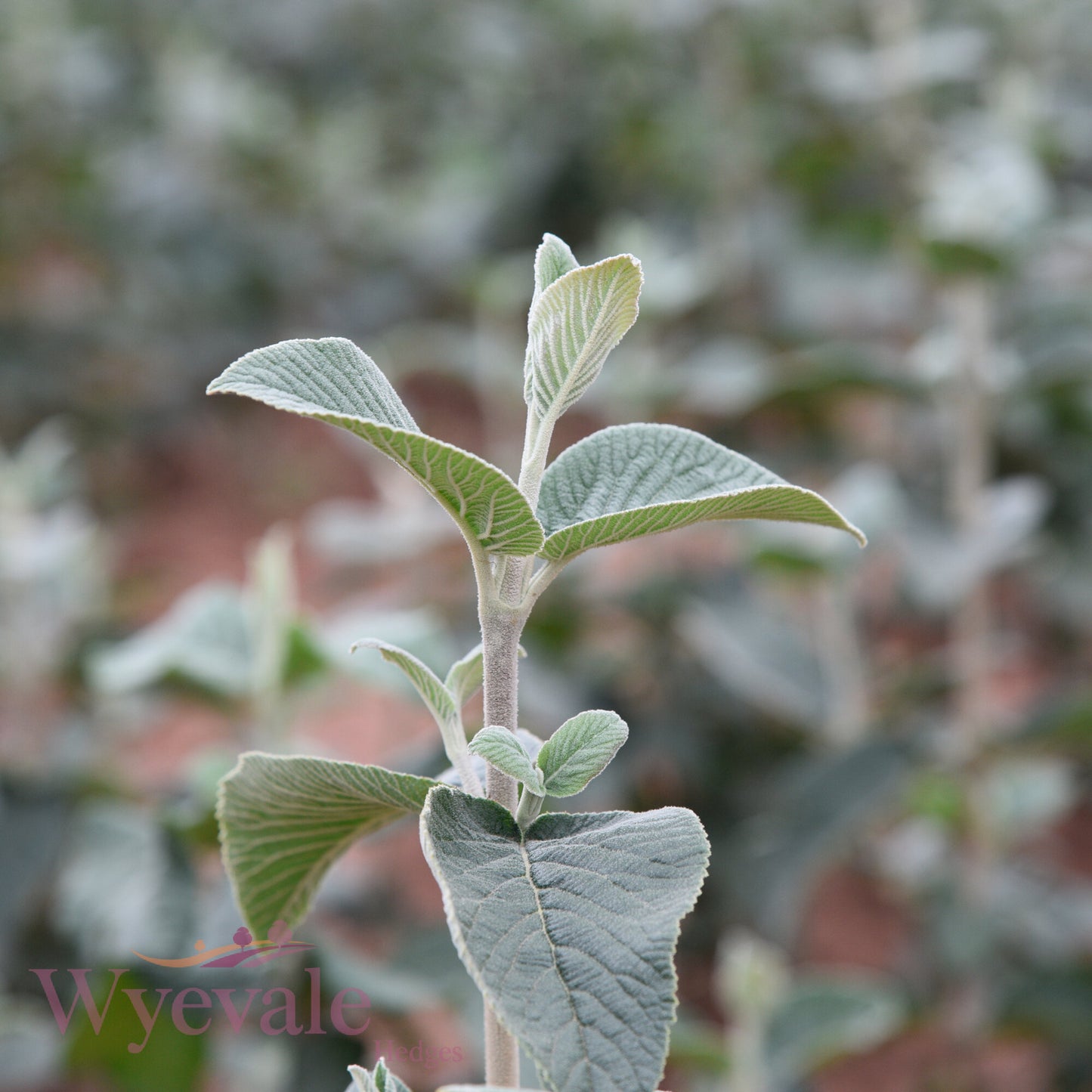 Bareroot Viburnum lantana (Wayfaring Tree)