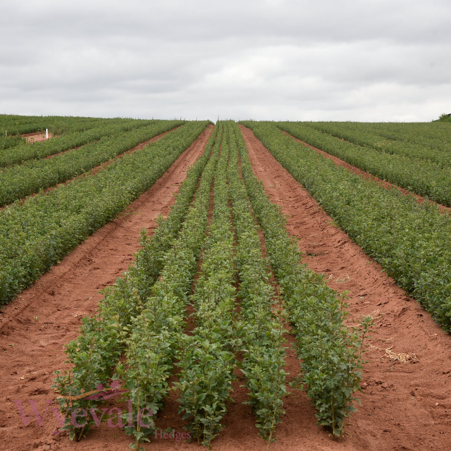 Bareroot Crataegus monogyna (Hawthorn)