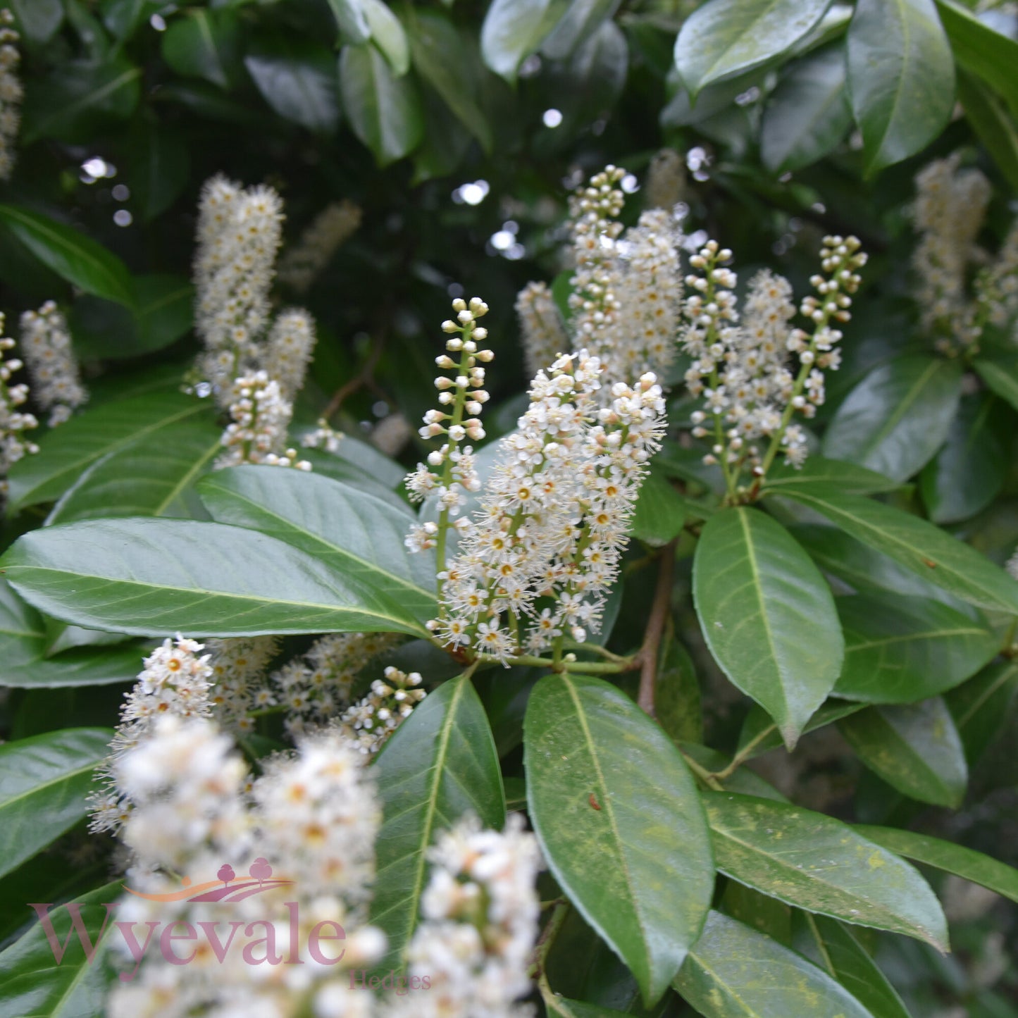 Bareroot Prunus laurocerasus (Cherry Laurel)