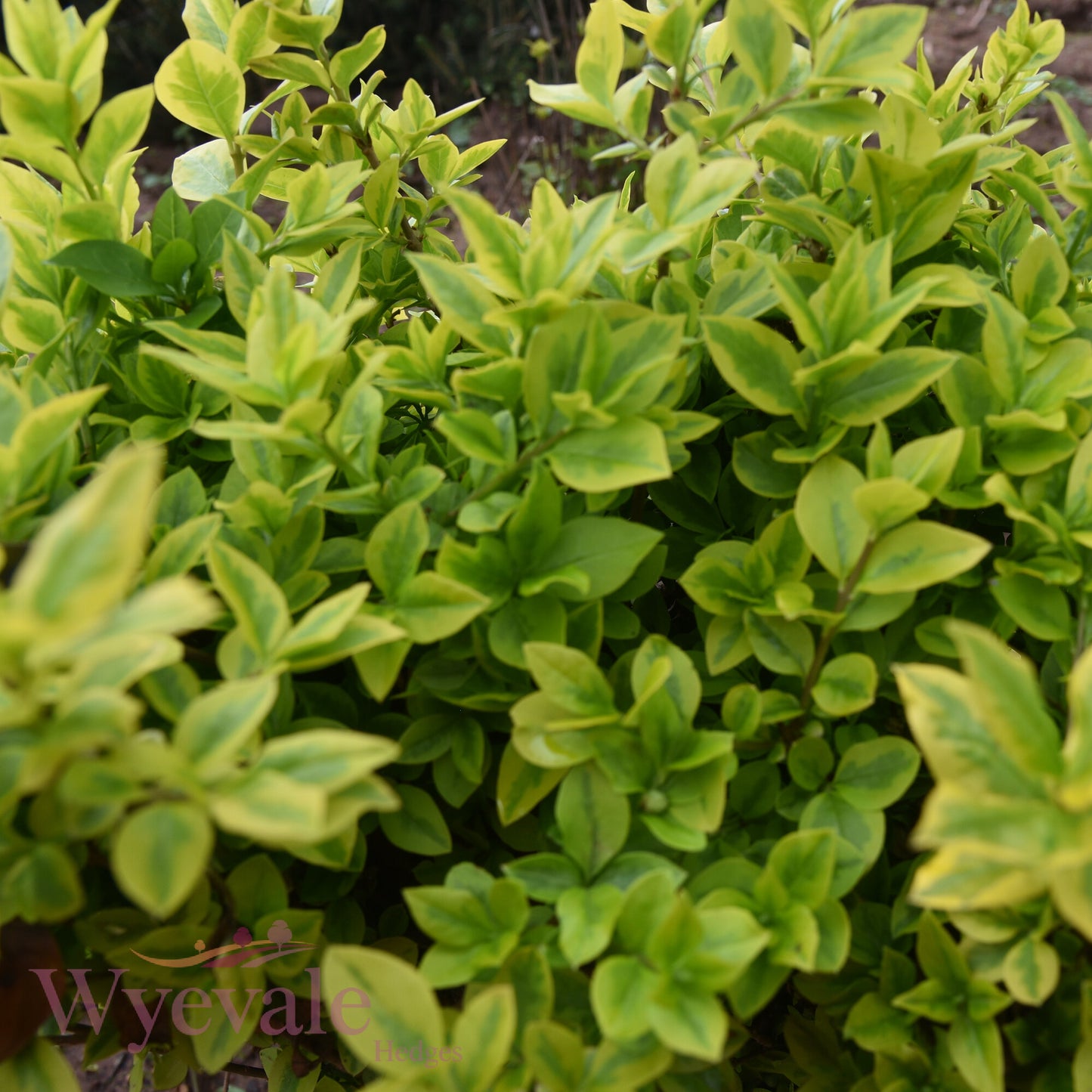 Bareroot Ligustrum ovalifolium (Golden Privet) 'Aureum'