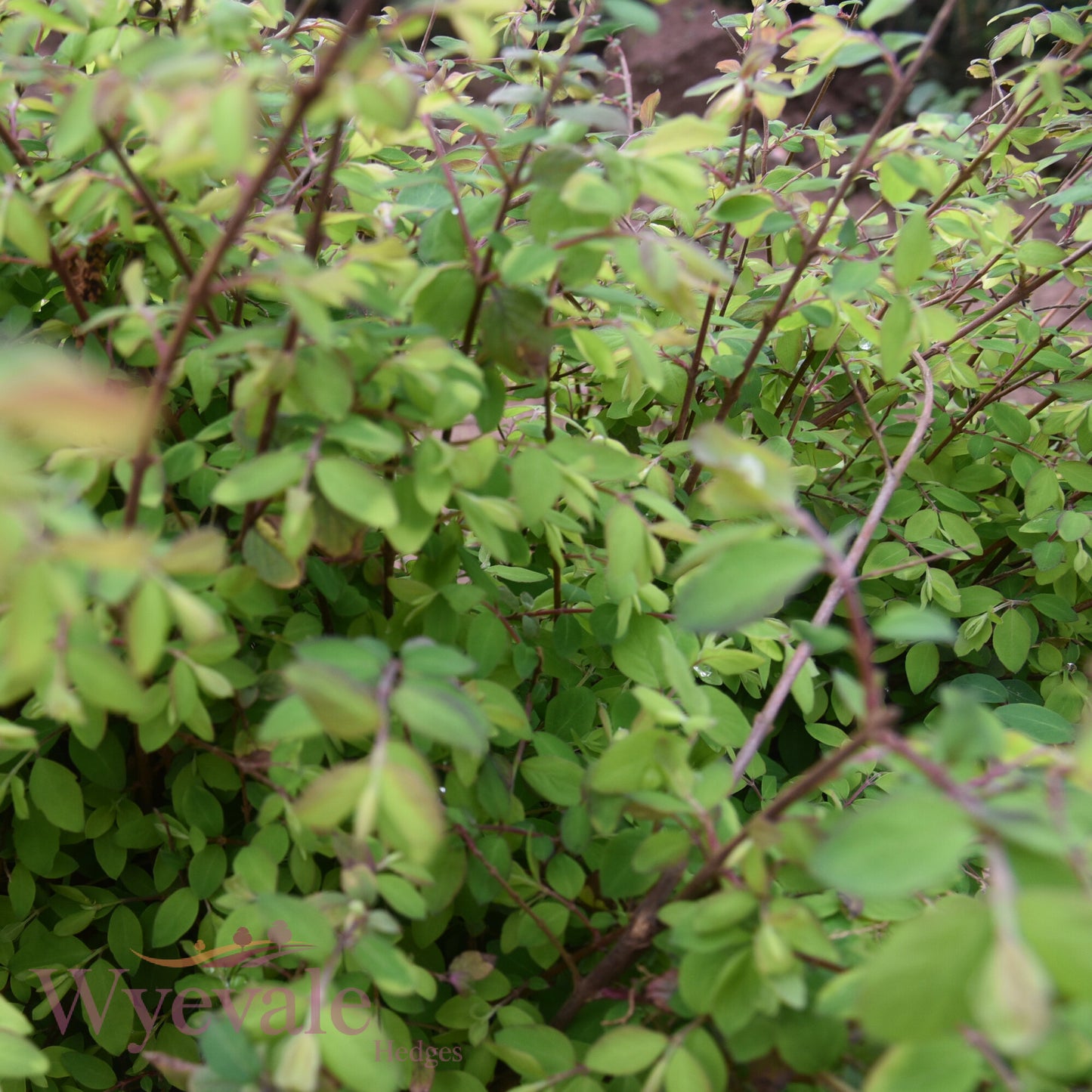 Bareroot Symphoricarpos x chenaultii (Chenault Coralberry) 'Hancock'