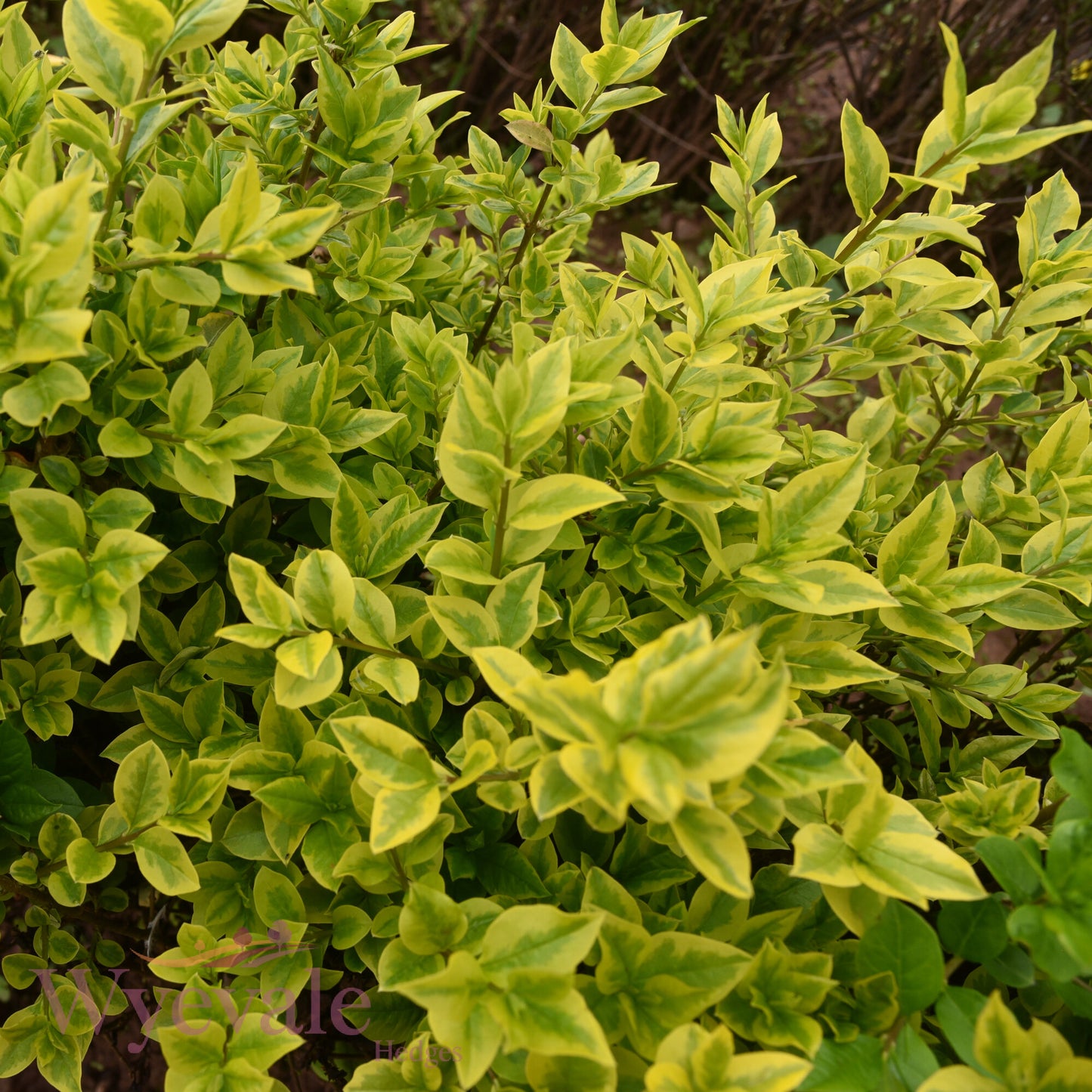 Bareroot Ligustrum ovalifolium (Golden Privet) 'Aureum'