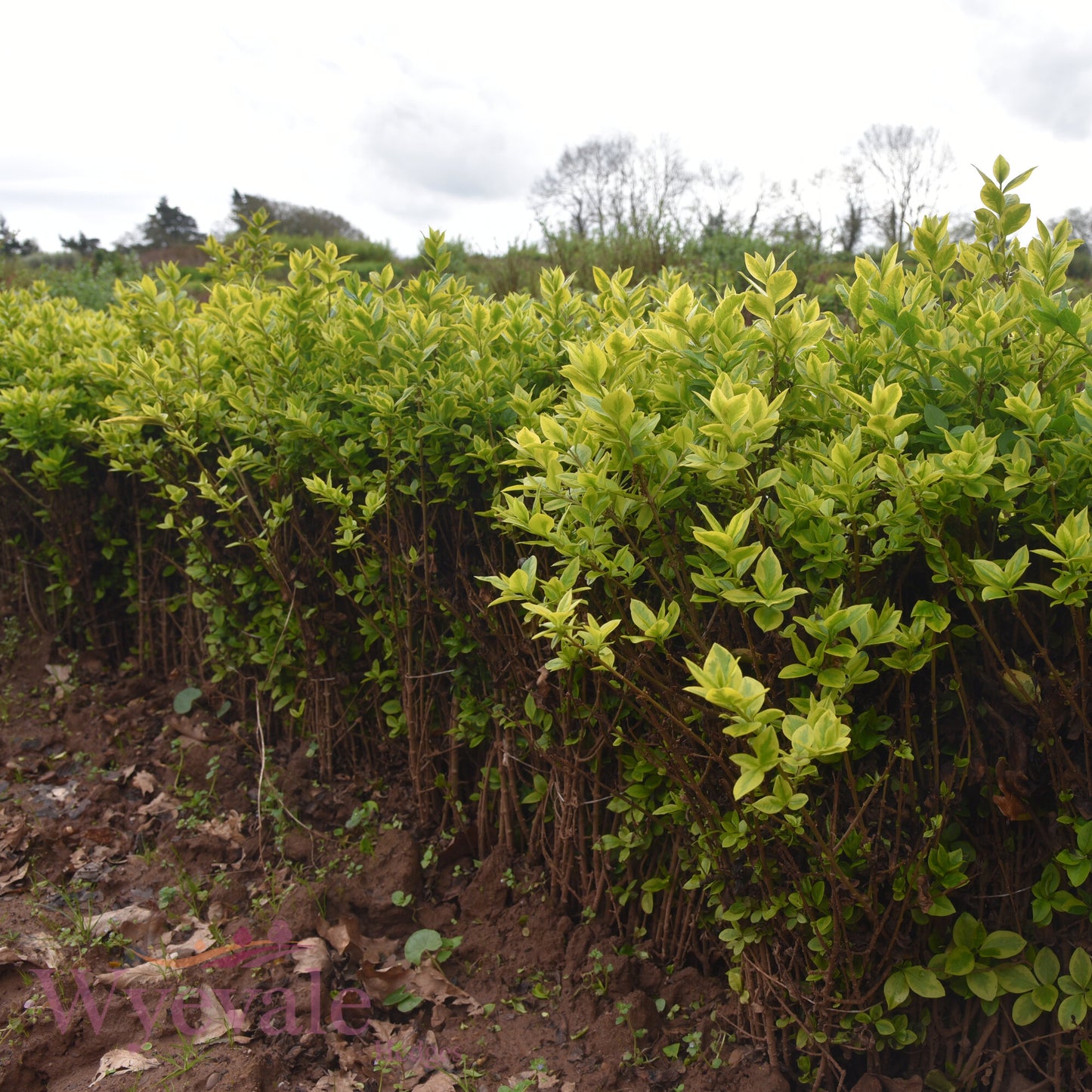 Bareroot Ligustrum ovalifolium (Golden Privet) 'Aureum'