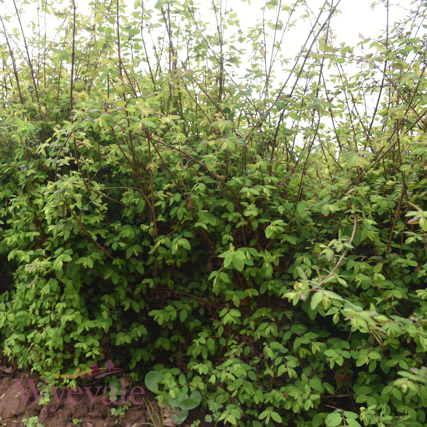 Bareroot Rosa canina (Dog Rose)