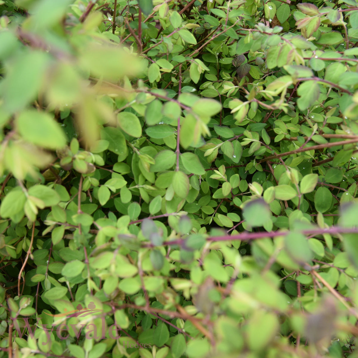 Bareroot Symphoricarpos x chenaultii (Chenault Coralberry) 'Hancock'