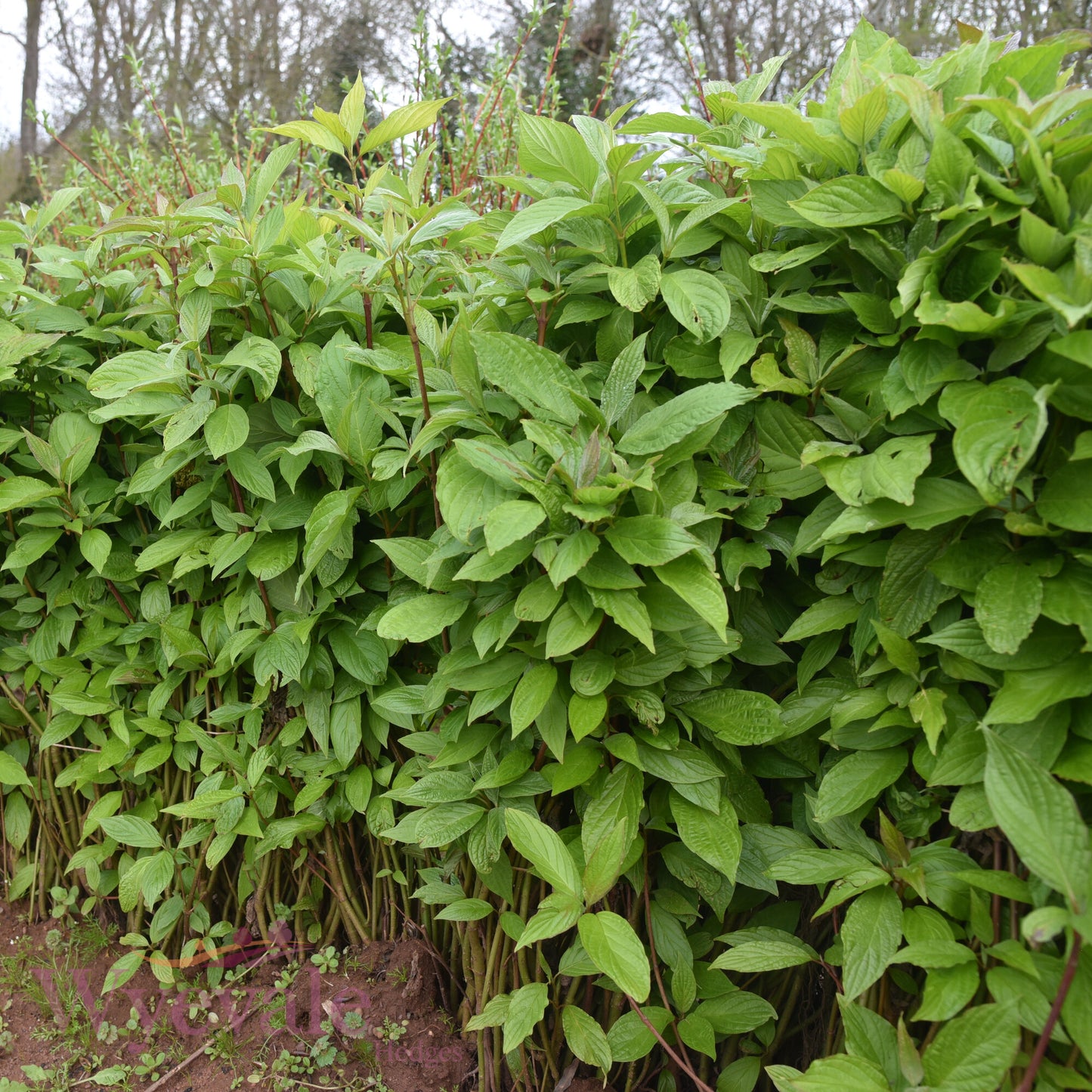 Bareroot Cornus sericea (Golden-Twig Dogwood) 'Flaviramea'