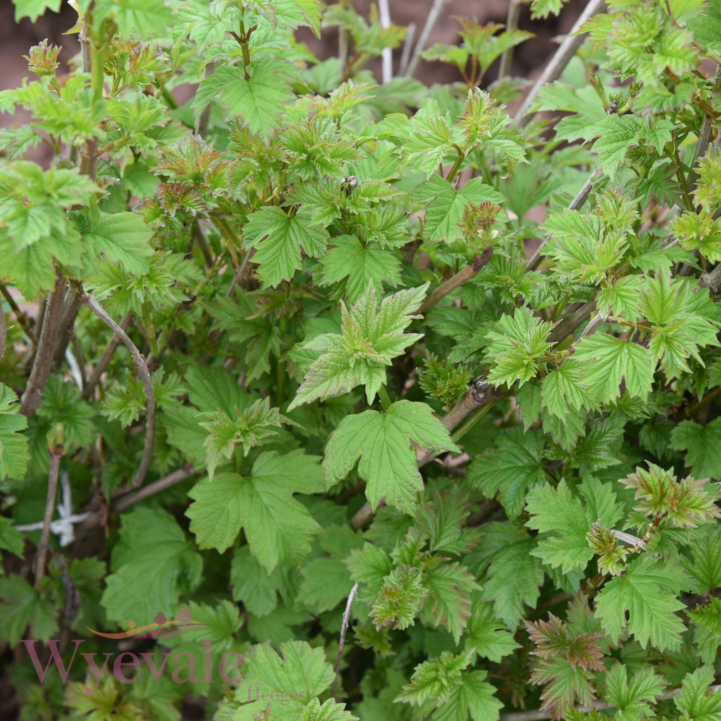 Bareroot Viburnum opulus (Guelder Rose)
