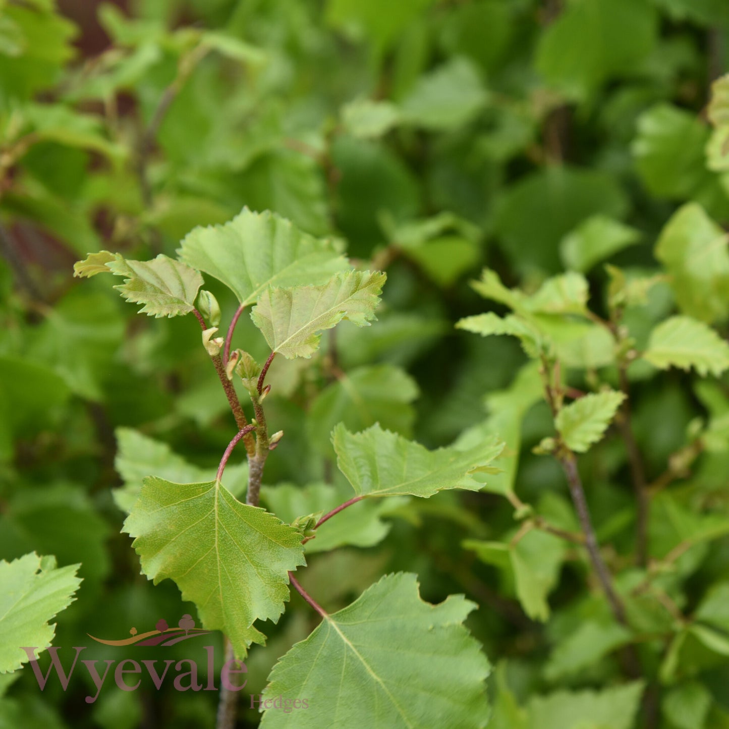 Bareroot Betula pubescens (Downy Birch)