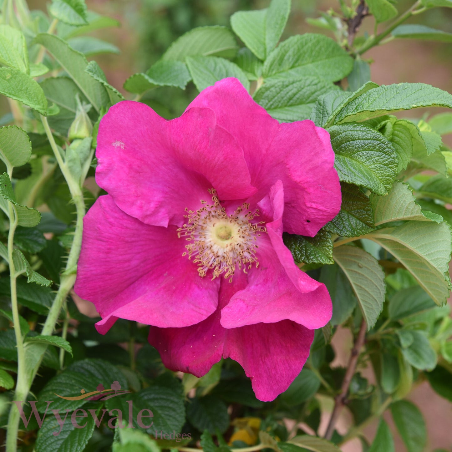 Bareroot Rosa rugosa (Japanese Rose) 'Rubra'