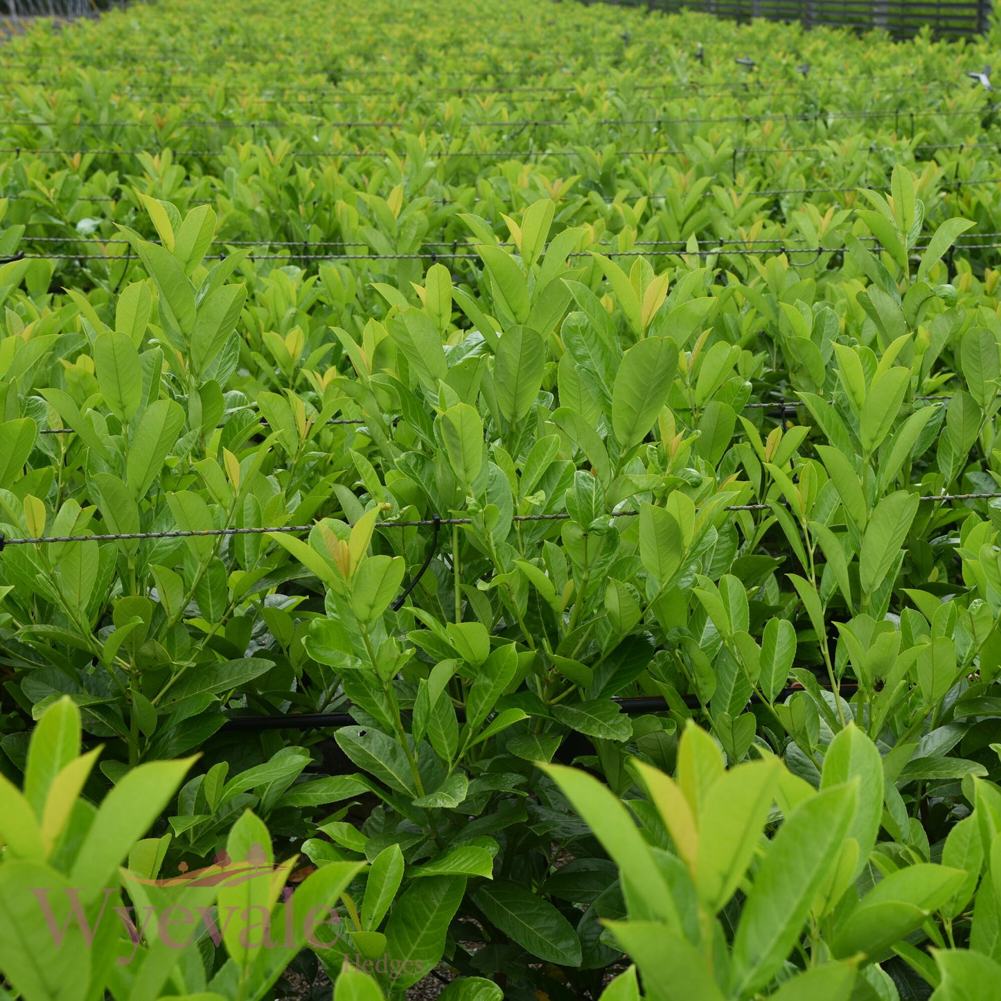 Bareroot Prunus laurocerasus (Cherry Laurel)