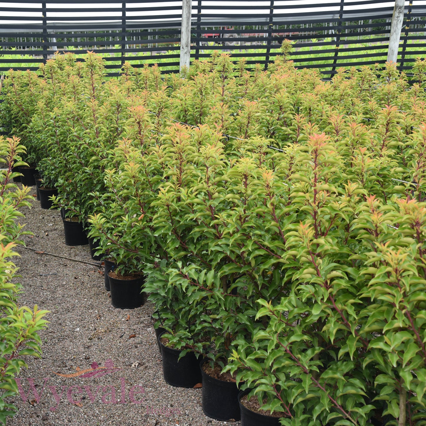 Prunus lusitanica (Portuguese Laurel) 'Myrtifolia'