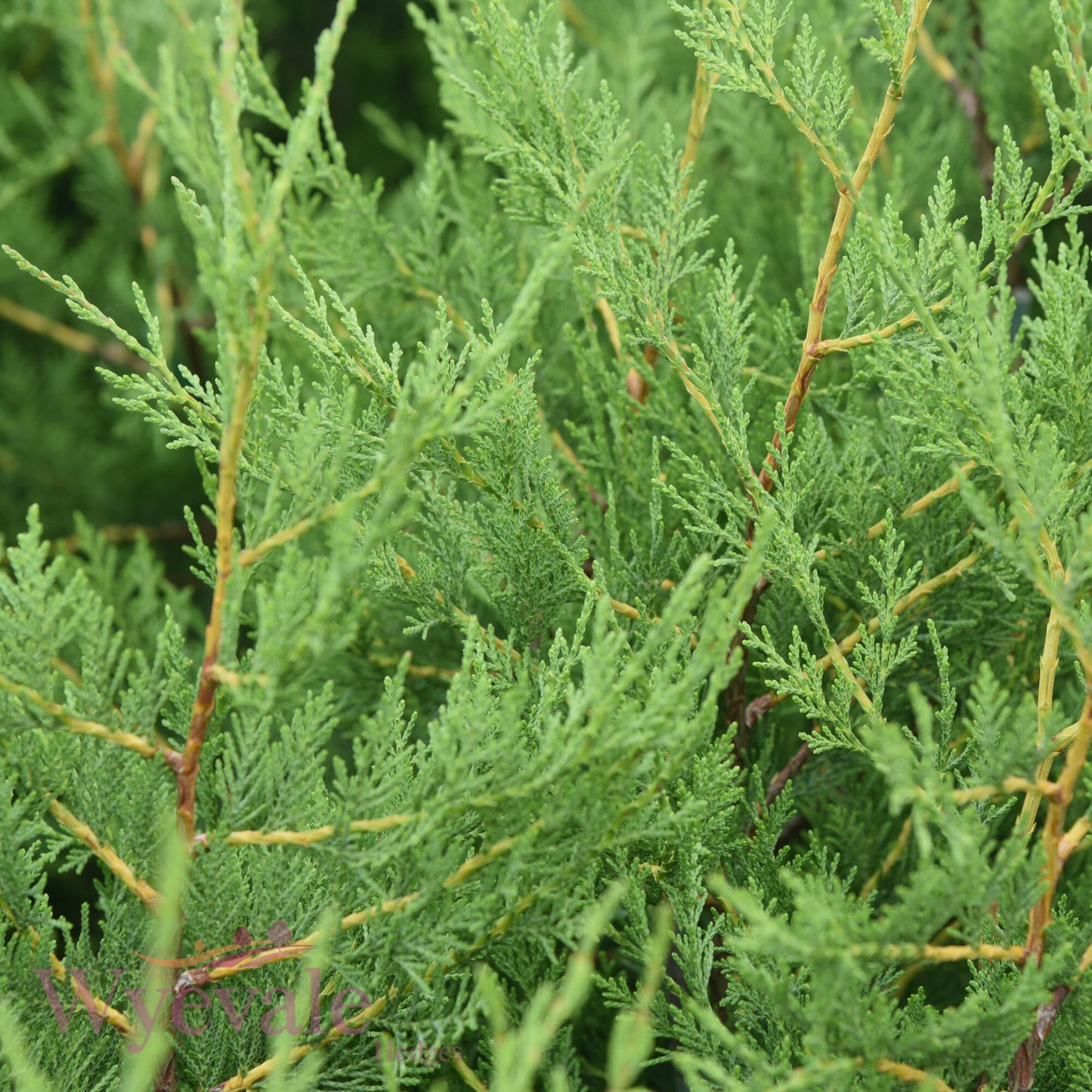 X Cupressocyparis leylandii (Leyland cypress)